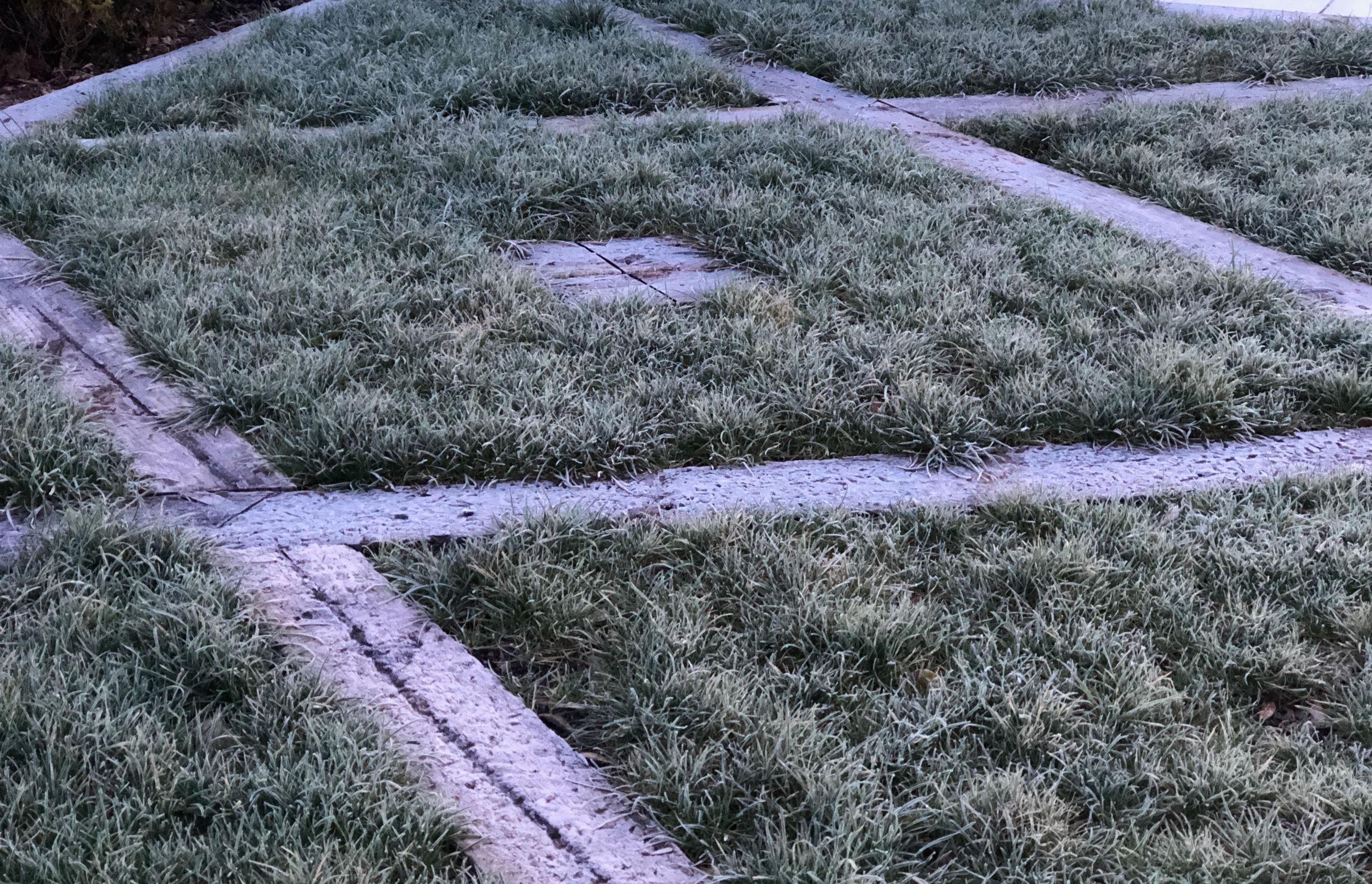 Grass patterns in the winter frost