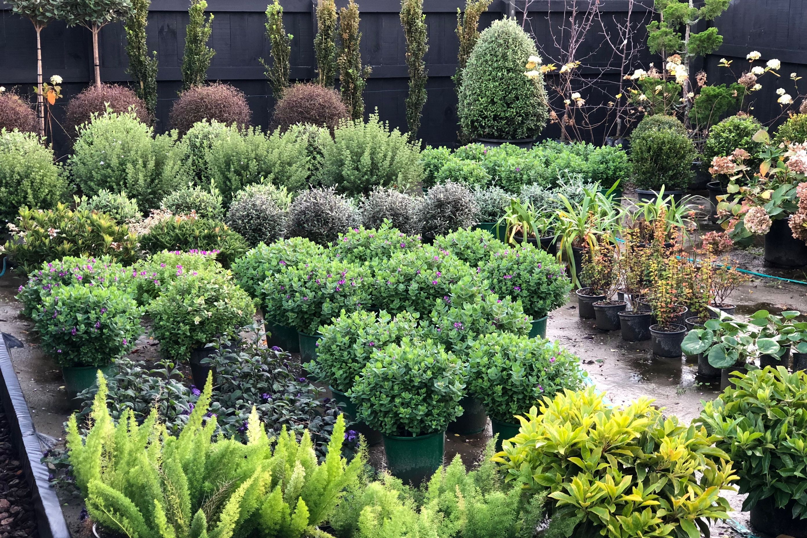 Plant nursery in the heart of Wellington!