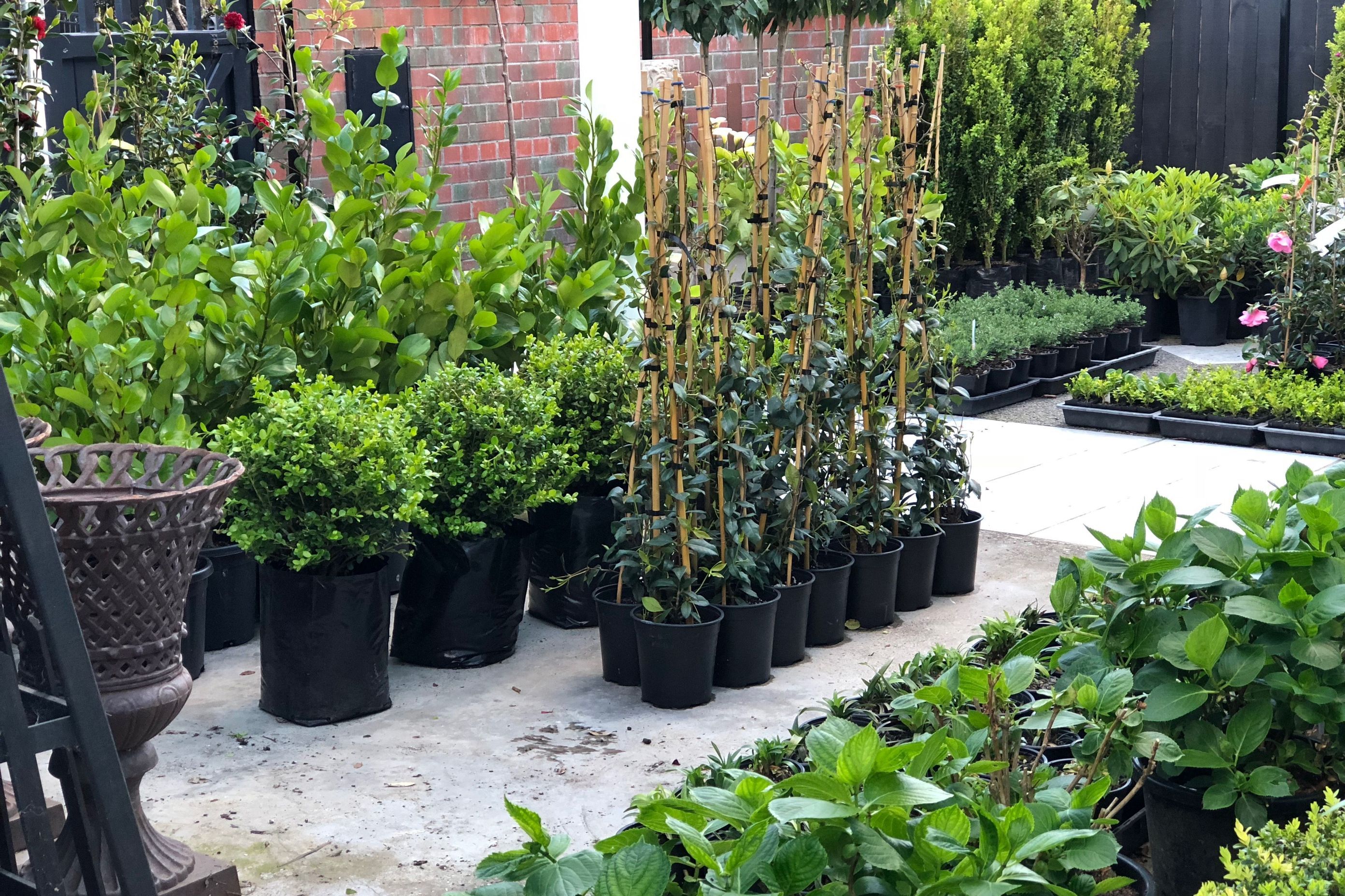 Plants in waiting, going into gardens and being delivered around New Zealand