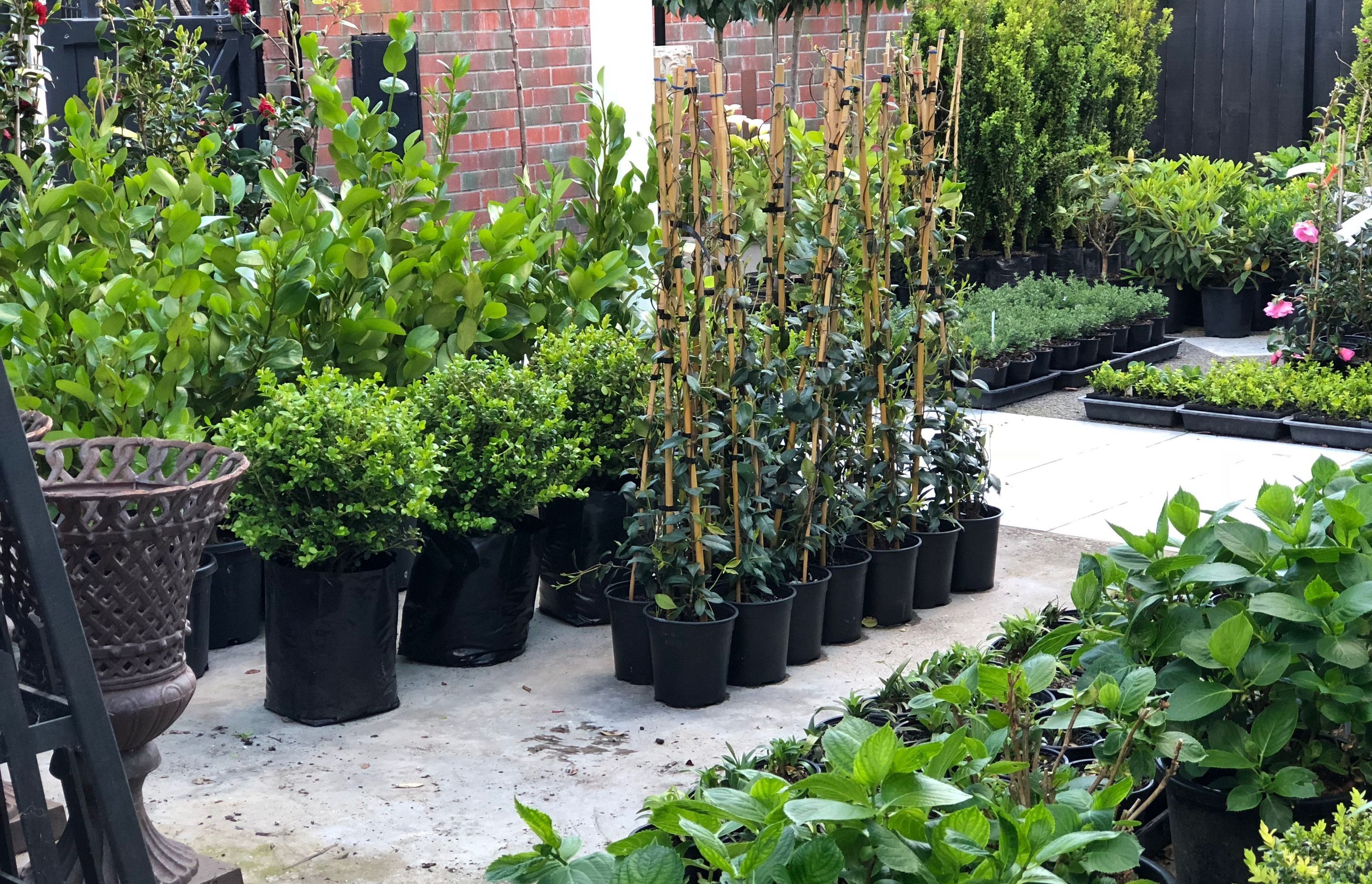 Plants in waiting, going into gardens and being delivered around New Zealand