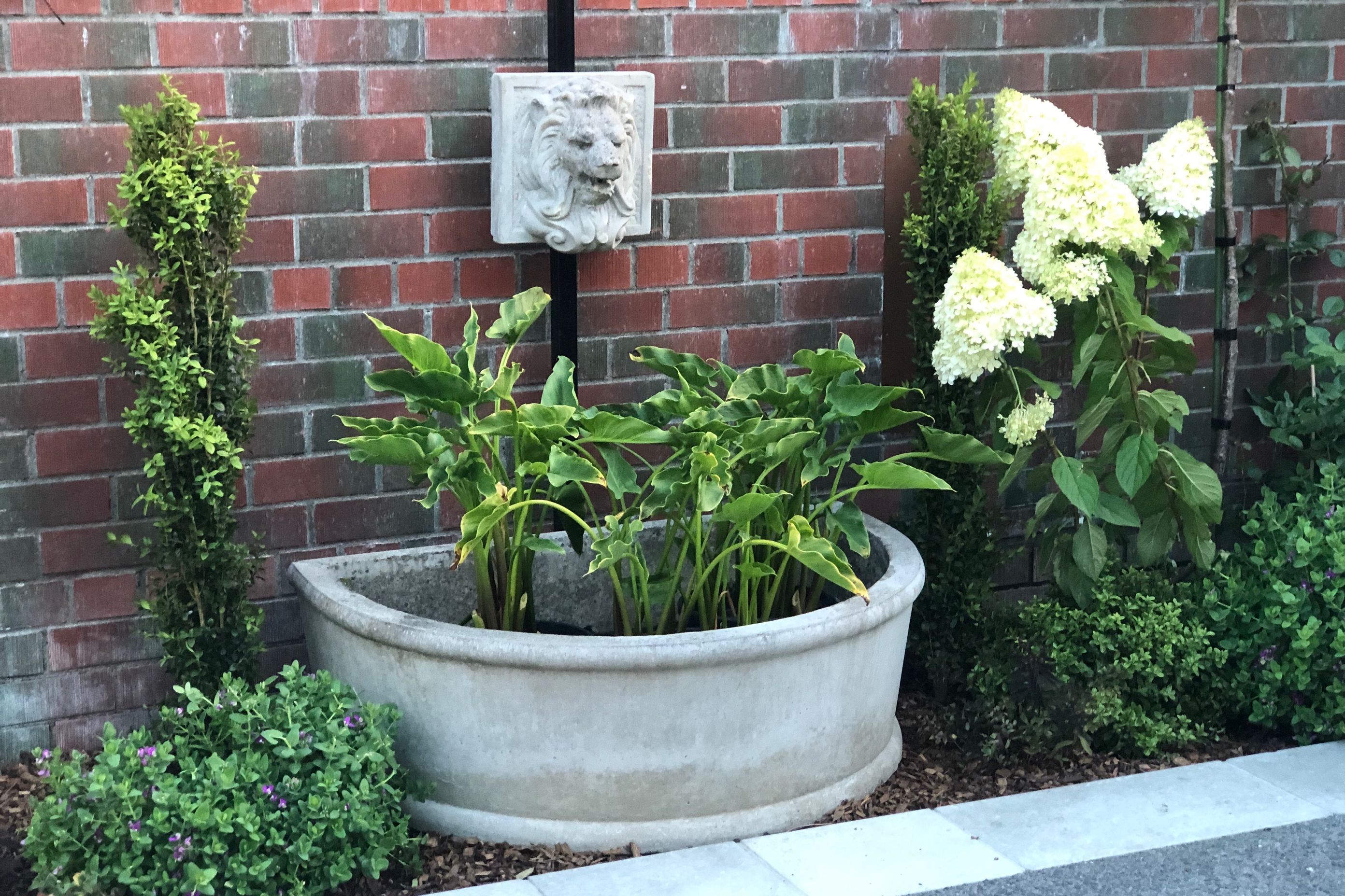 We cleared out the old garden &amp; uncovered this classic lion's head fountain