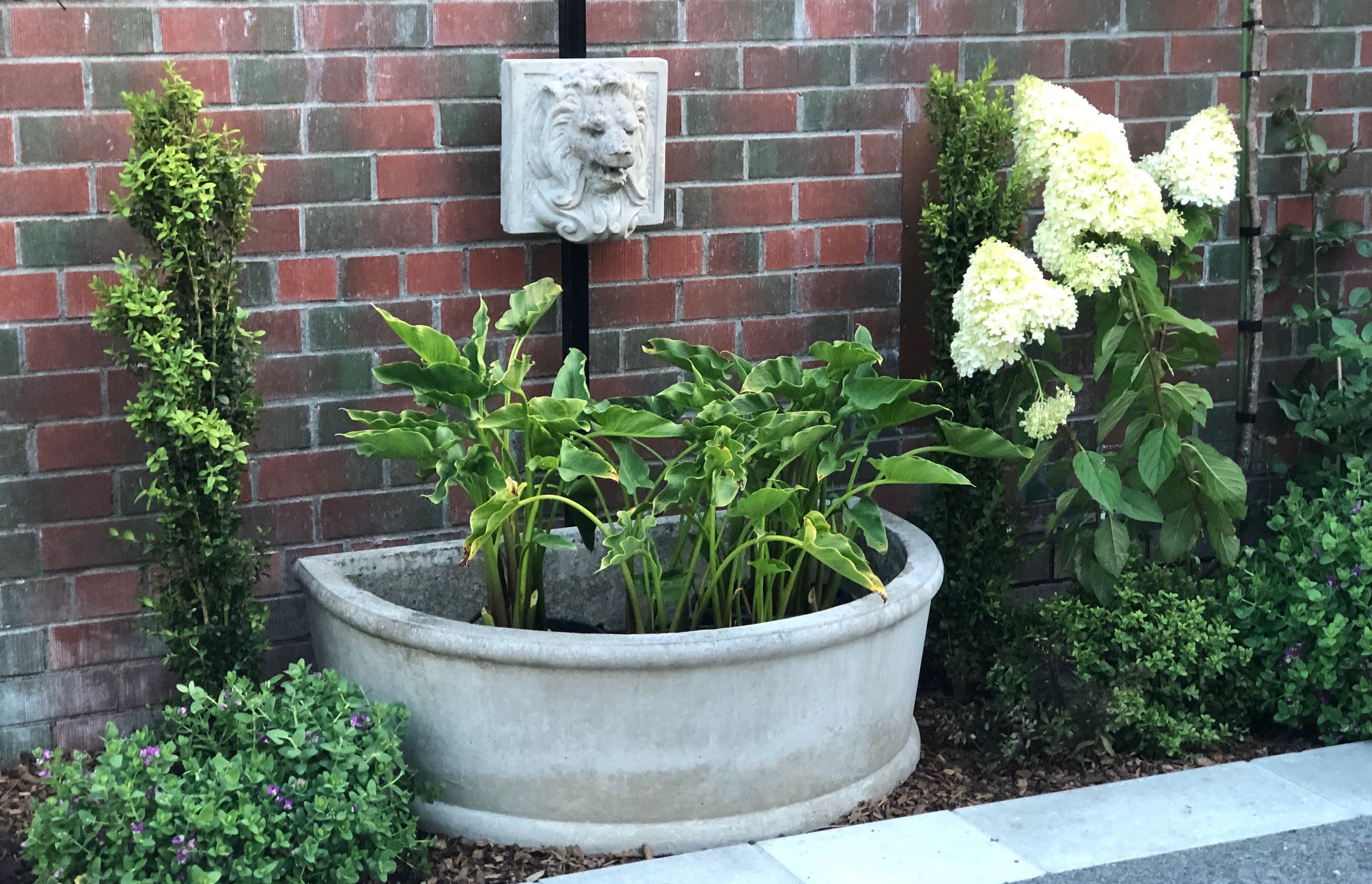 We cleared out the old garden &amp; uncovered this classic lion's head fountain