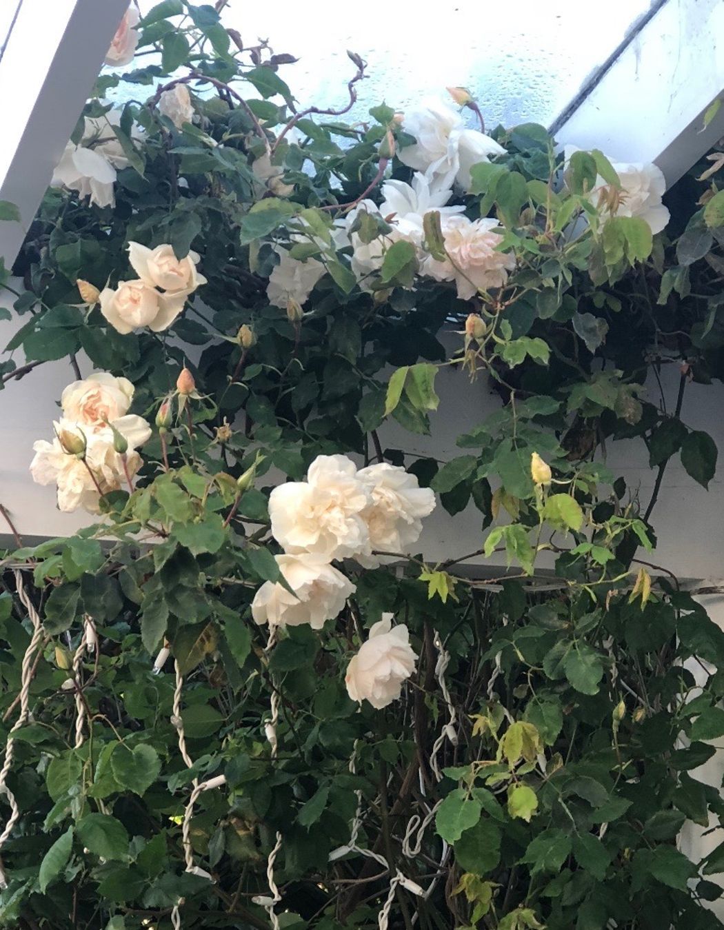 Roses &amp; wisteria along the verandah