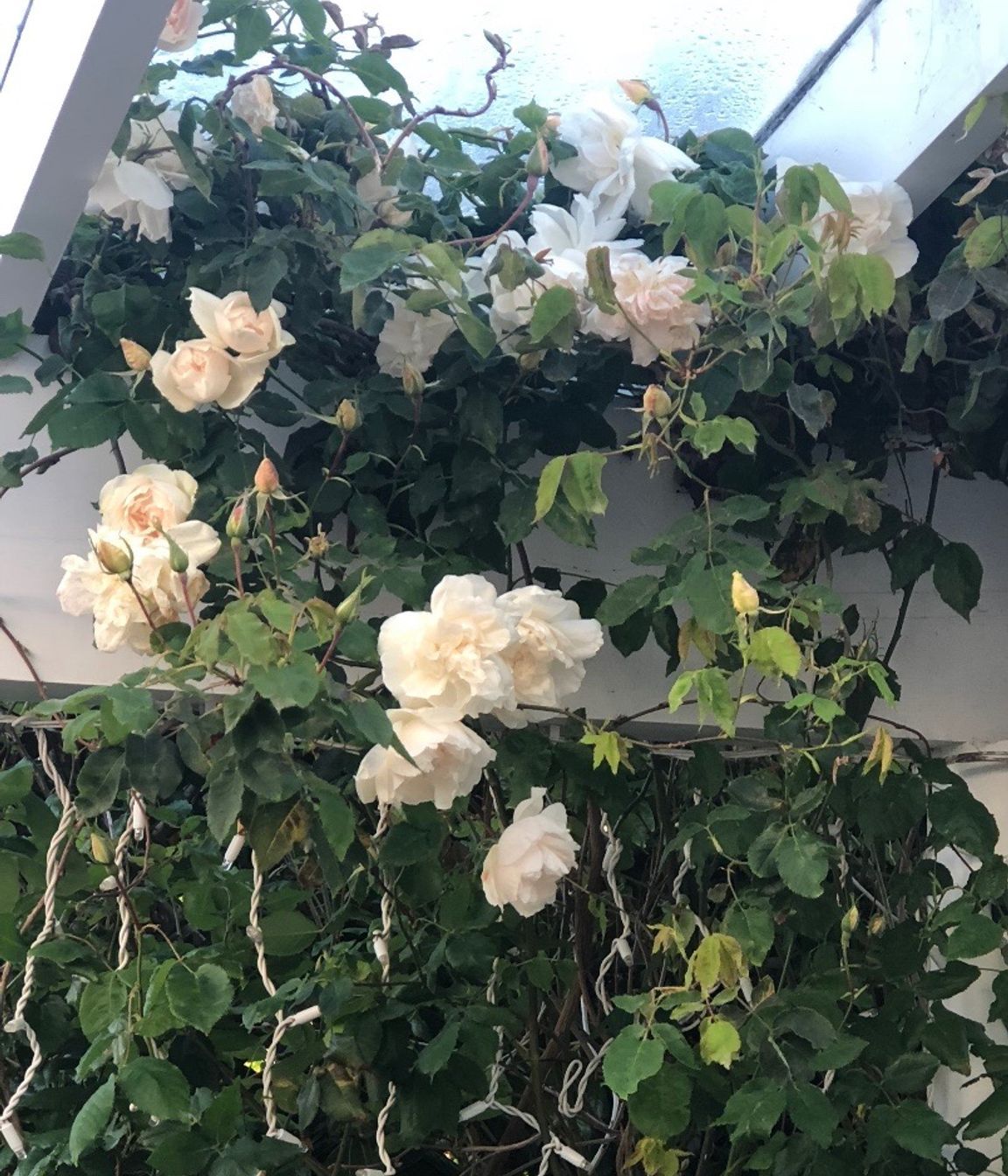 Roses &amp; wisteria along the verandah