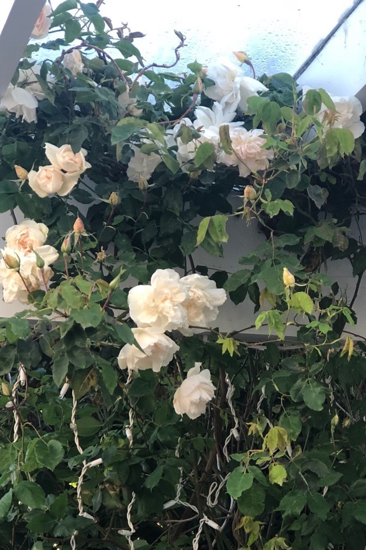Roses &amp; wisteria along the verandah