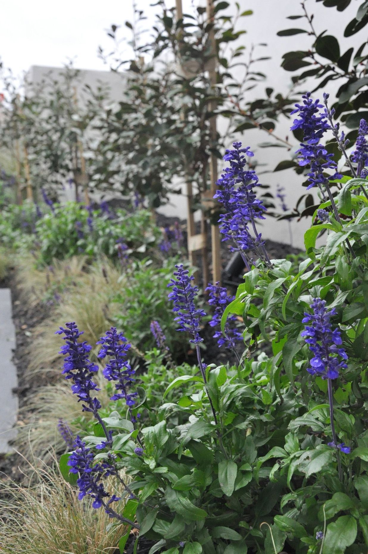 Salvias, grasses and Michelias complement the fence and house colours of Resene Putty and Resene Wasabe