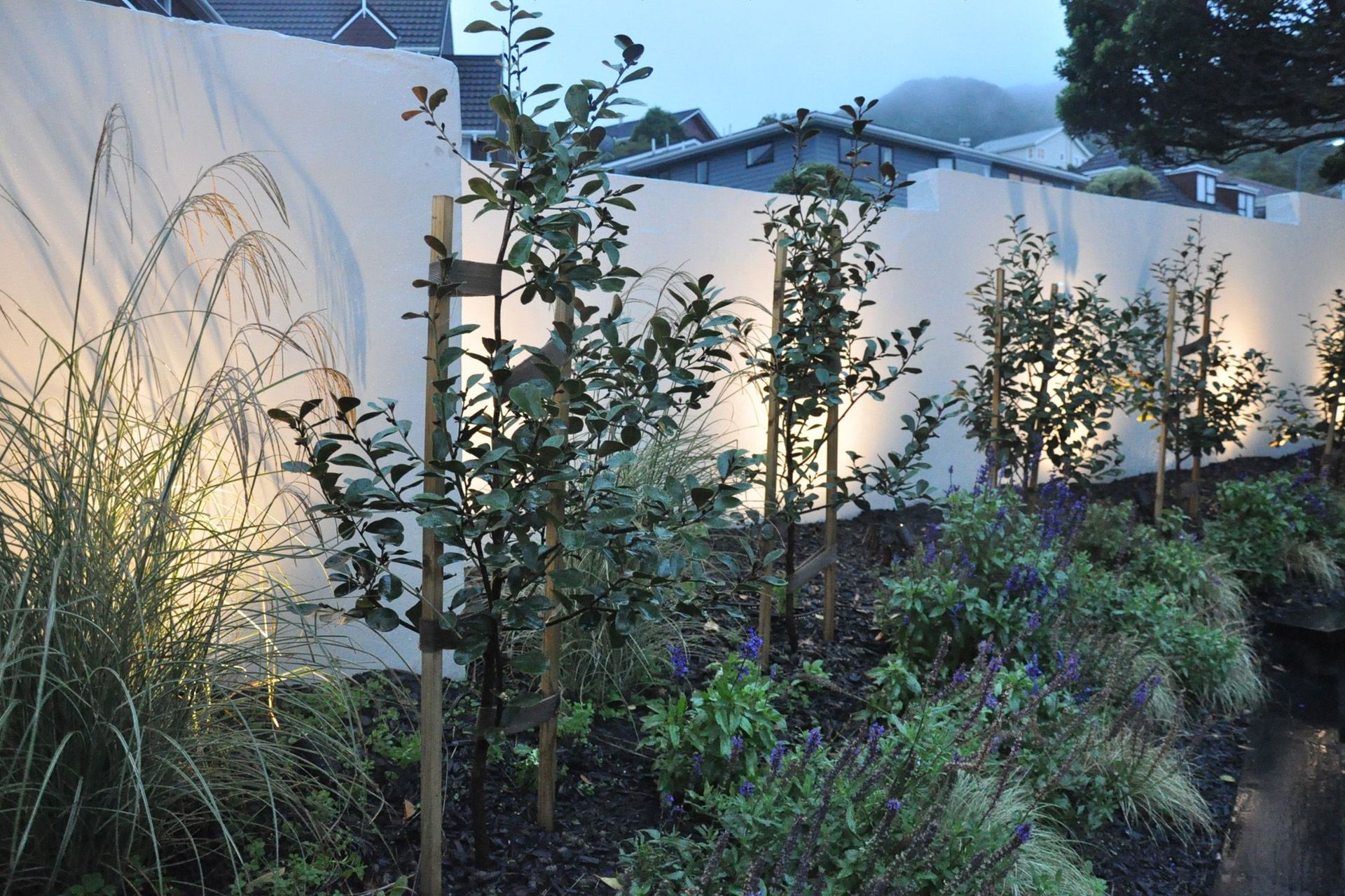 Michelia trees underplanted with Salvias and grasses