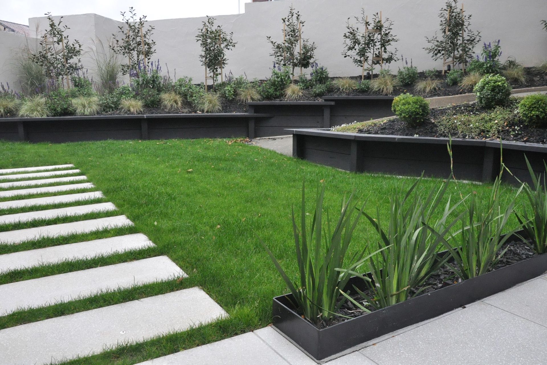 Wide paver steps through lawn and steel planter box containing Dietes grandiflora