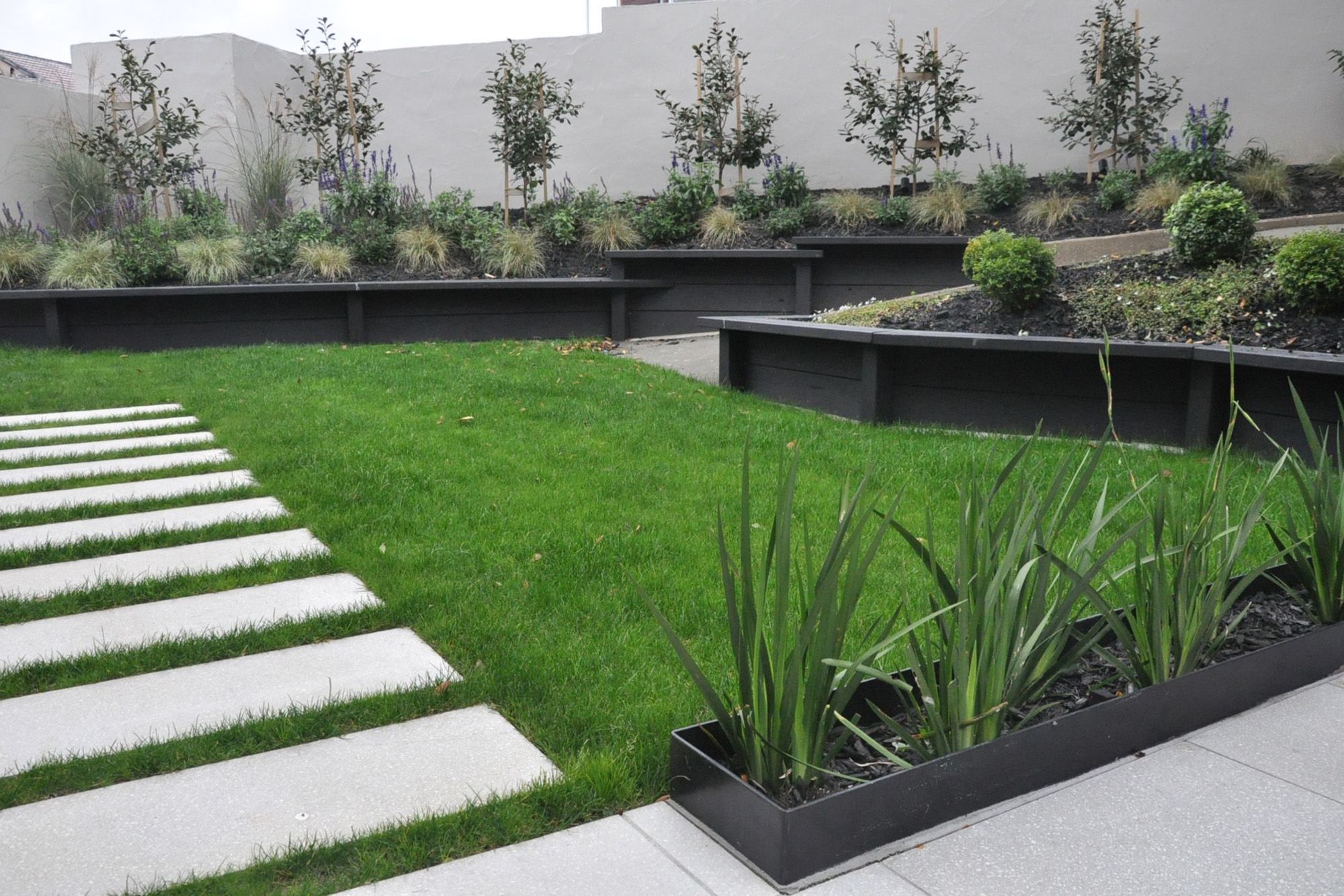 Wide paver steps through lawn and steel planter box containing Dietes grandiflora