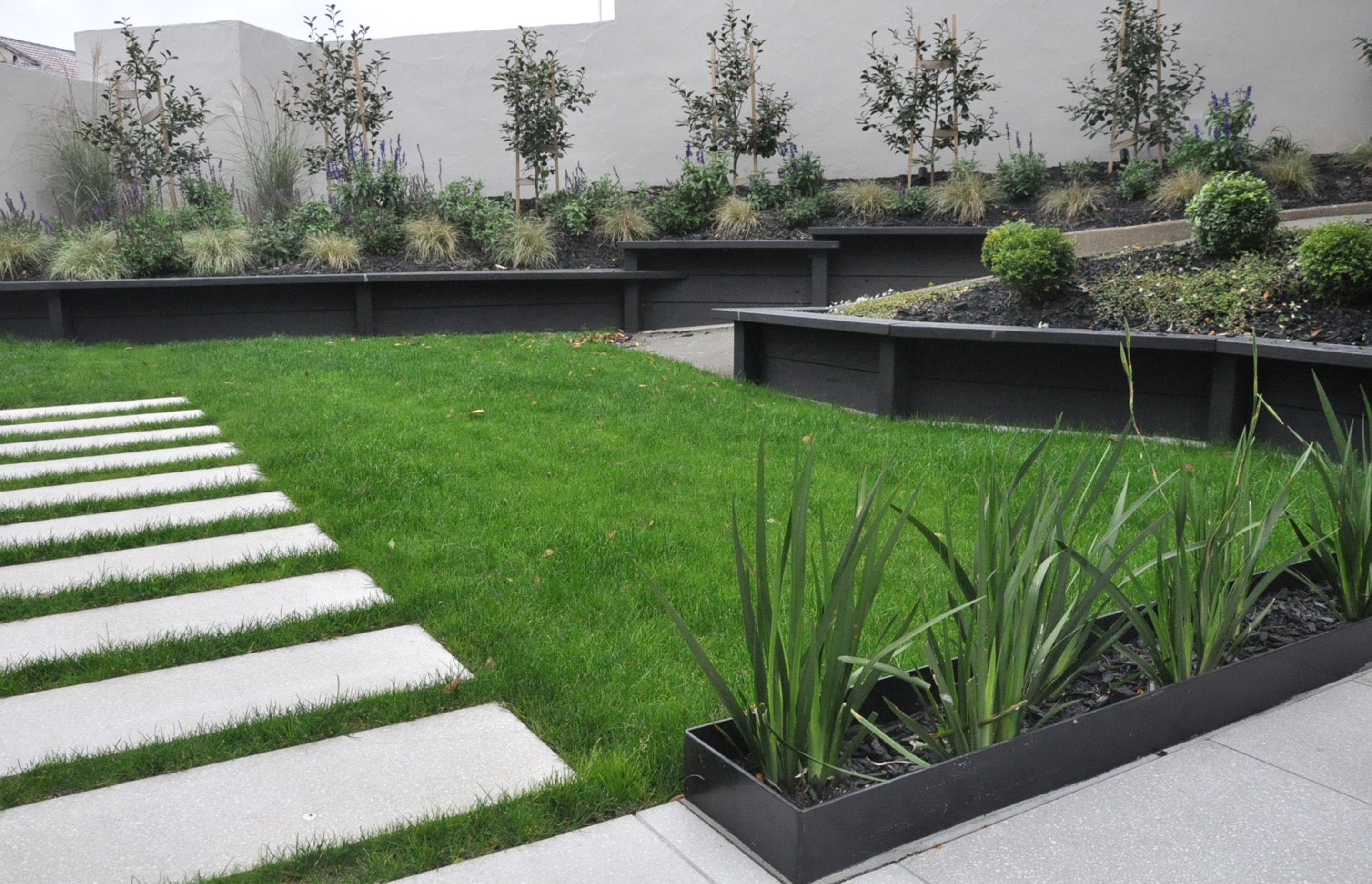 Wide paver steps through lawn and steel planter box containing Dietes grandiflora