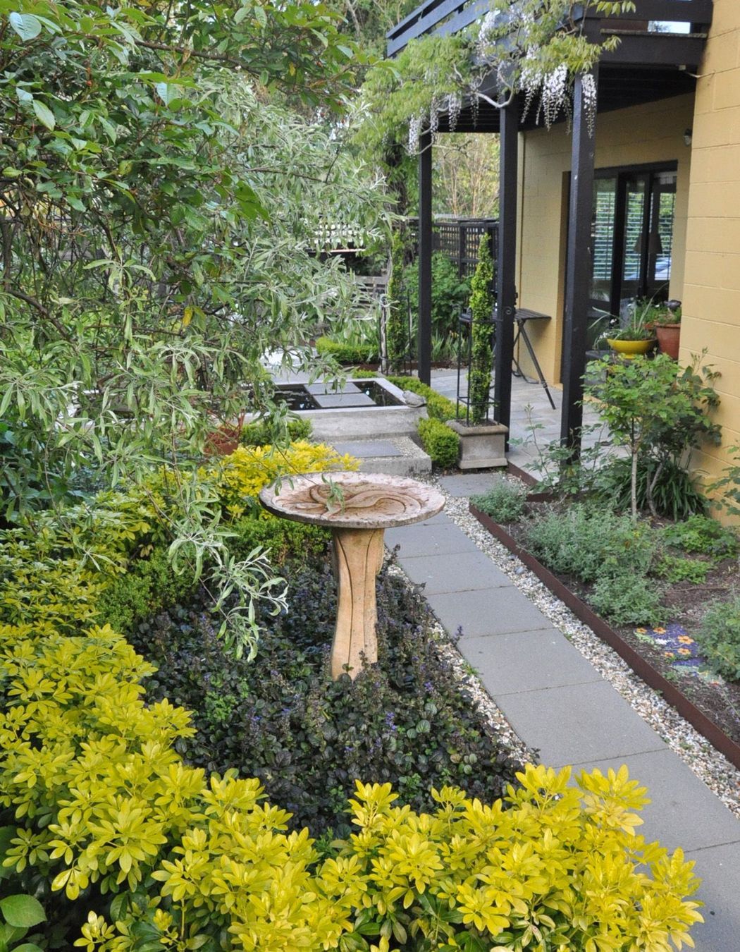 Pathway edged in CorTen steel surrounded by white roses and blue Ajuga reptans, Buxus hedging and Choisya ternata 'sundance'