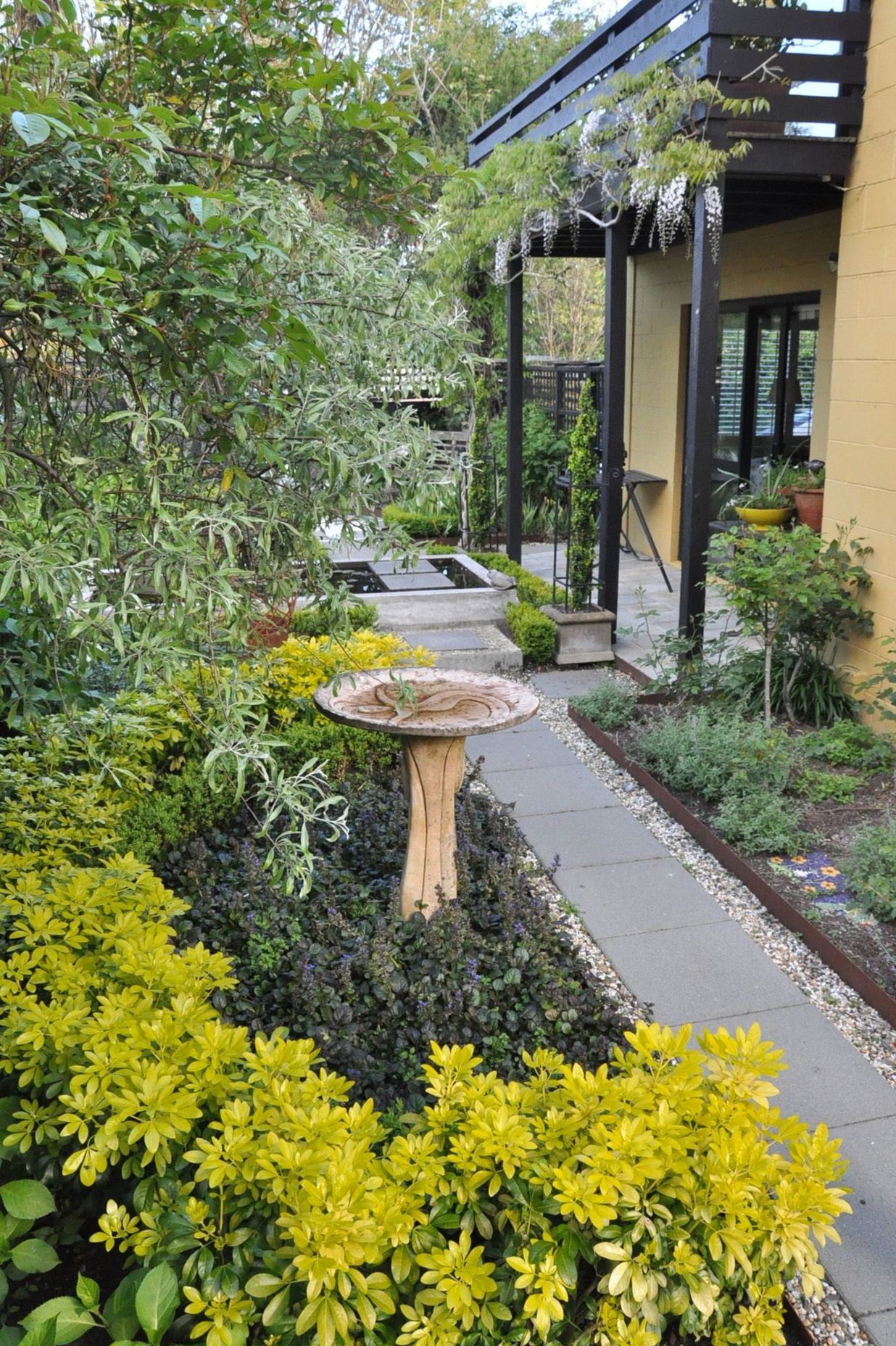 Pathway edged in CorTen steel surrounded by white roses and blue Ajuga reptans, Buxus hedging and Choisya ternata 'sundance'