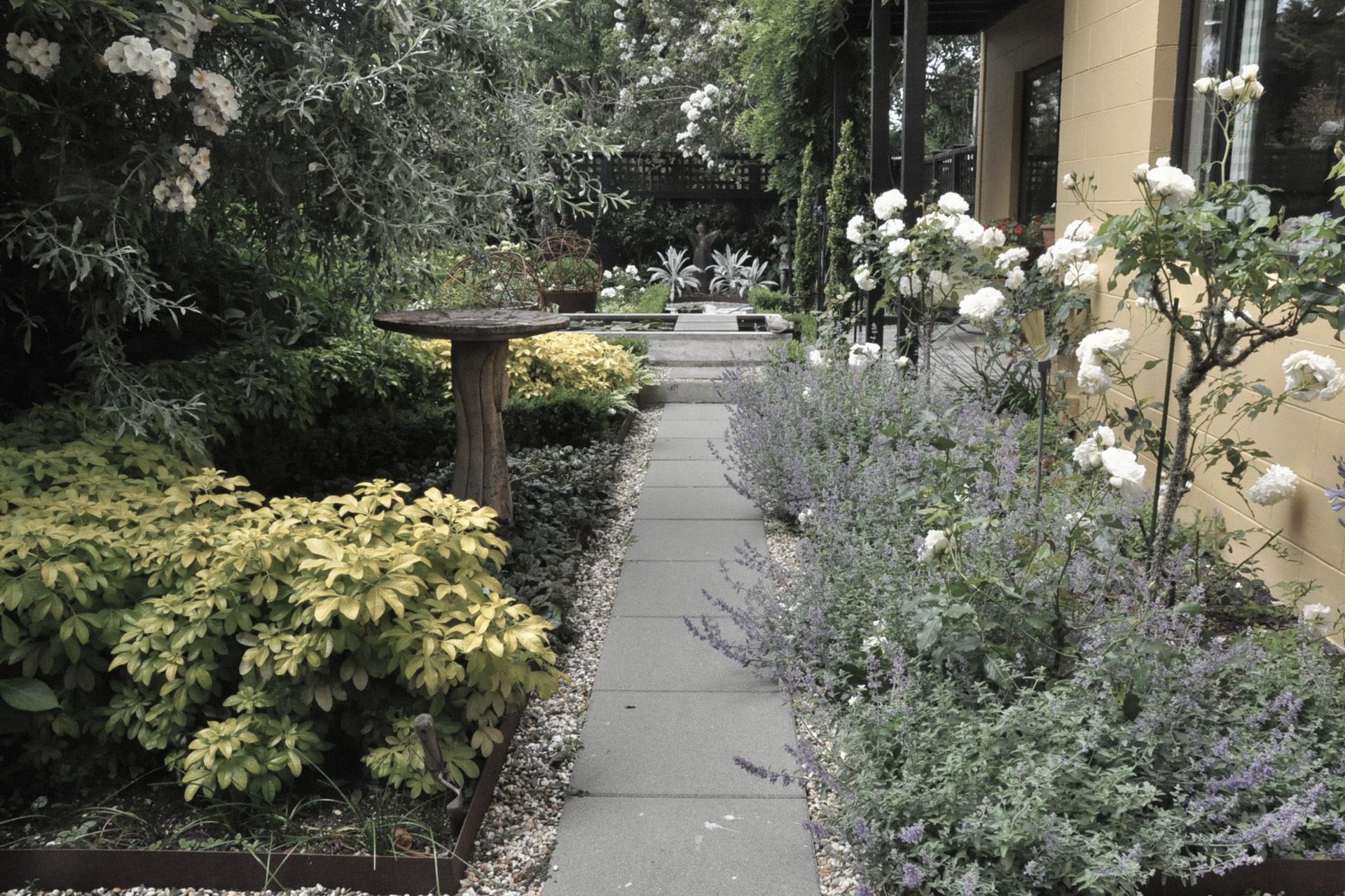Late summer garden with roses and catmint in foreground and Wedding day rose climbing through the silver weeping pear tree.