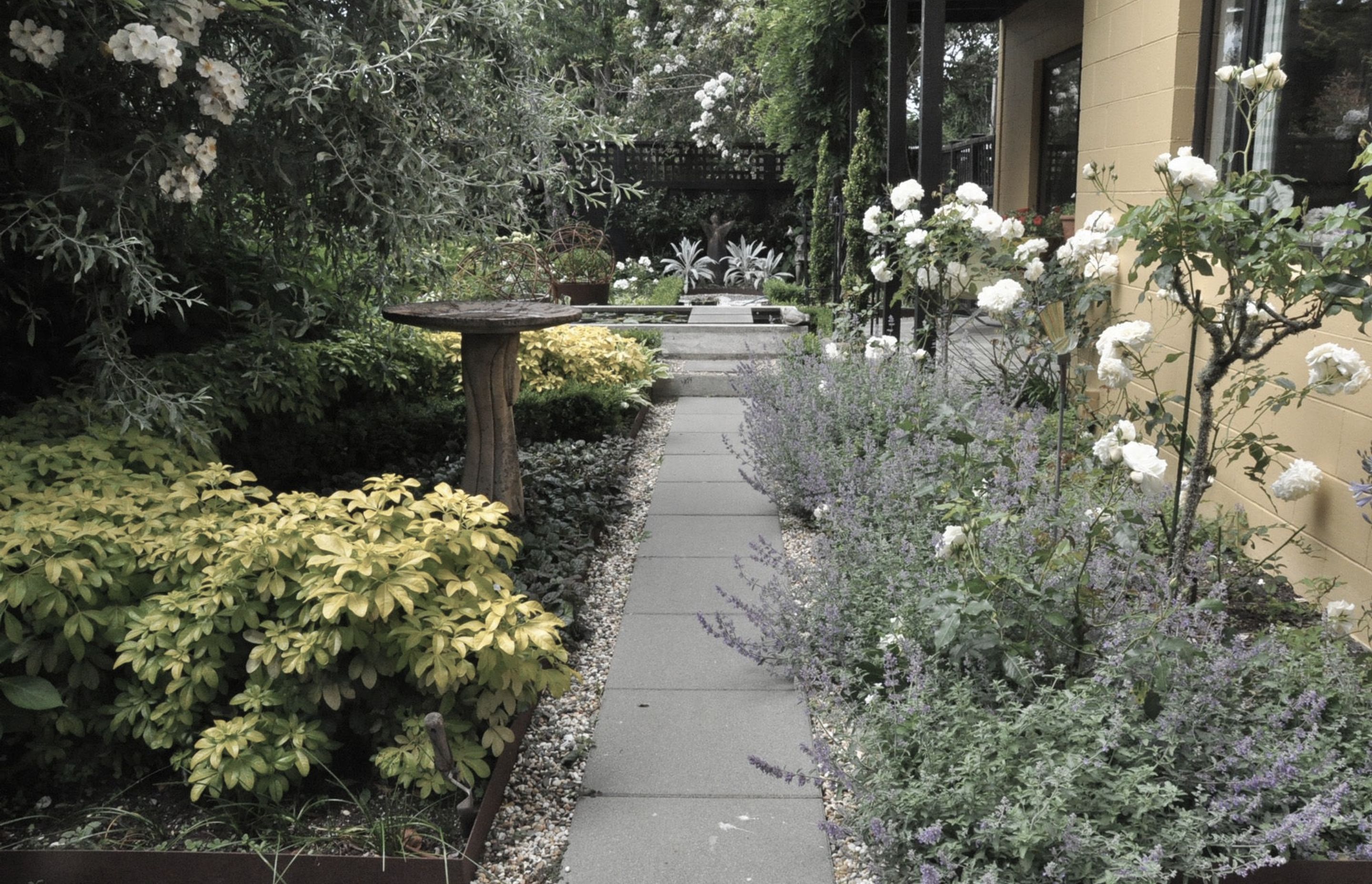 Late summer garden with roses and catmint in foreground and Wedding day rose climbing through the silver weeping pear tree.
