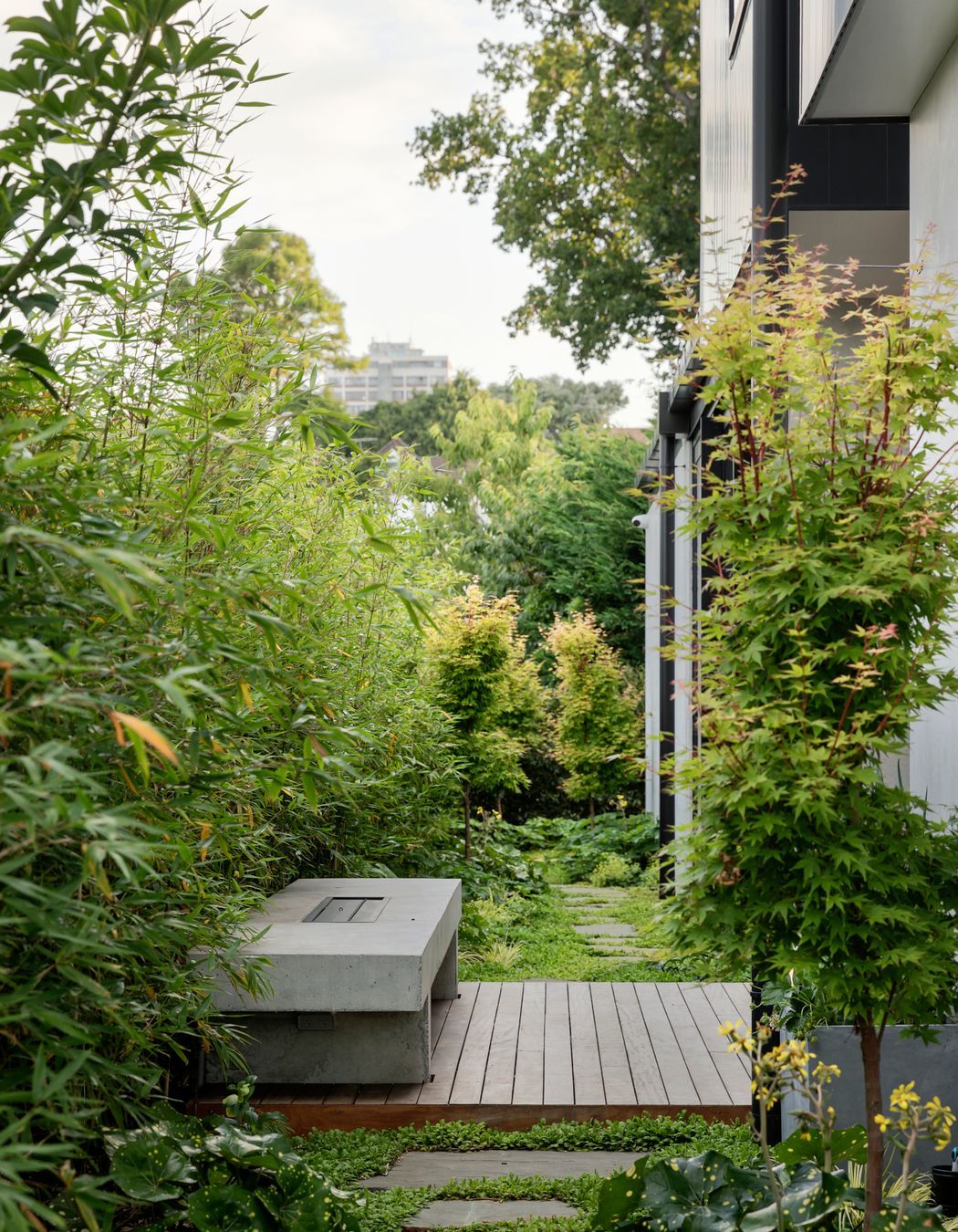 A bamboo hedge and maple trees line the small courtyard leading into the dining area.