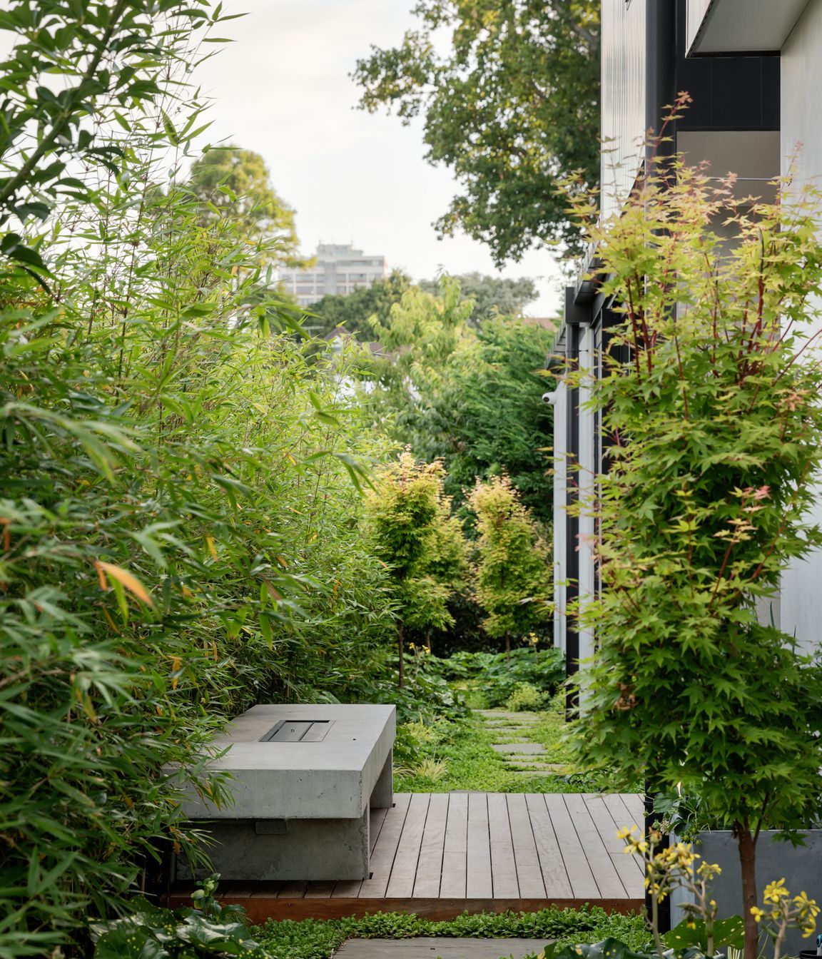 A bamboo hedge and maple trees line the small courtyard leading into the dining area.