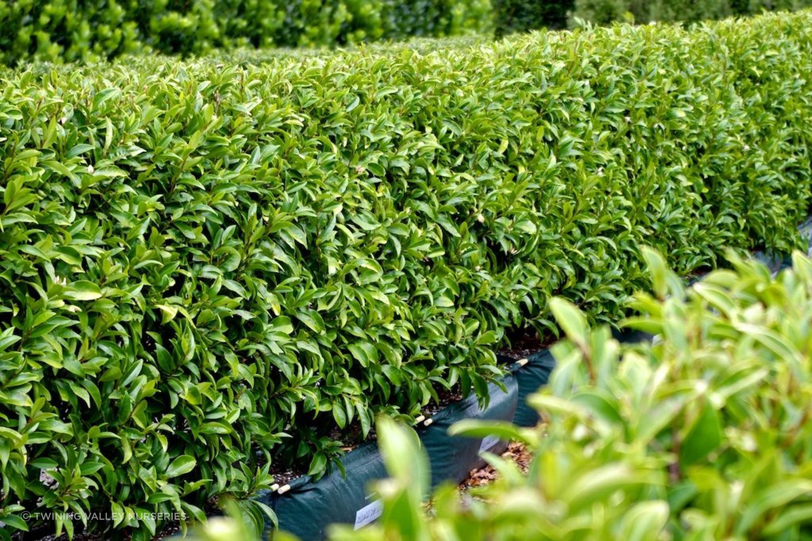 Living Boundary™ – mid-height instant hedge range