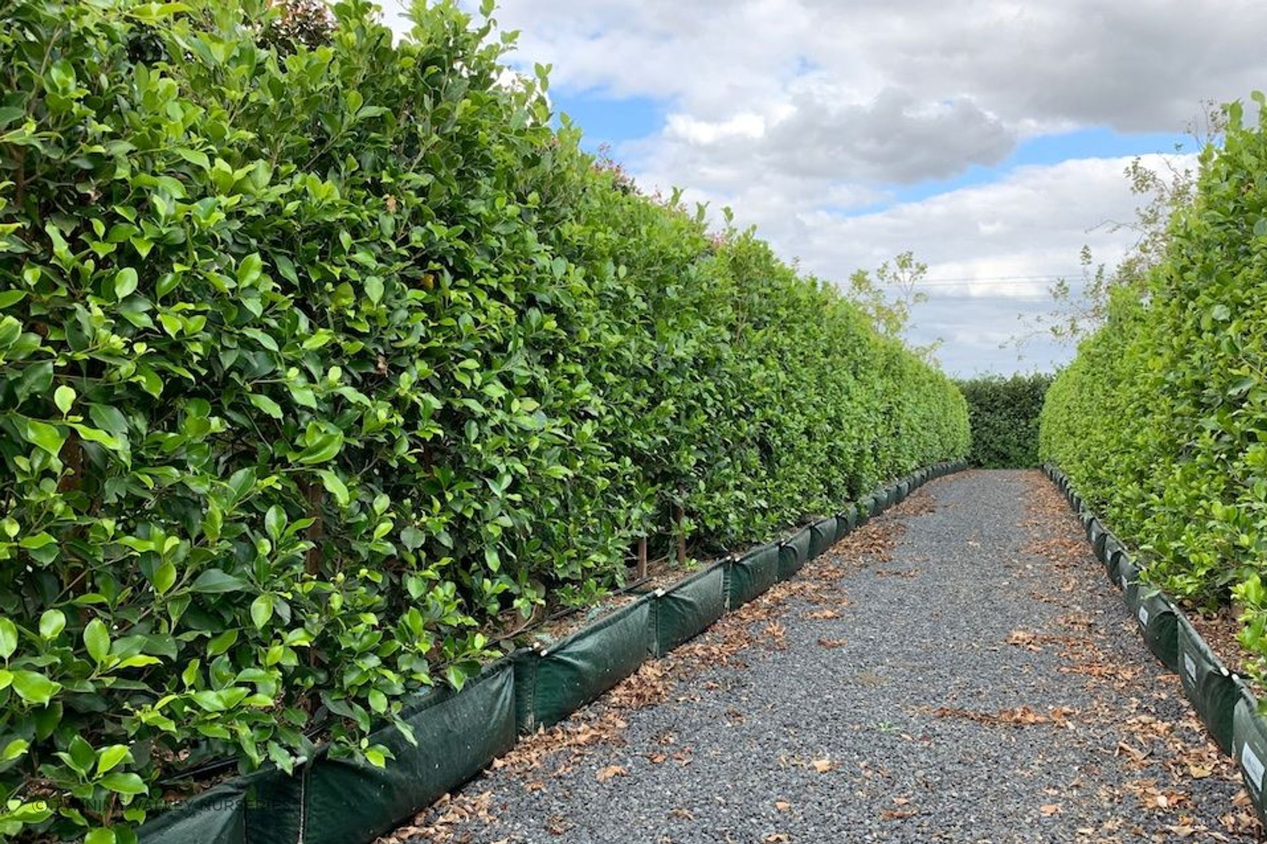 Living Screen™ – tall-growing instant hedge range