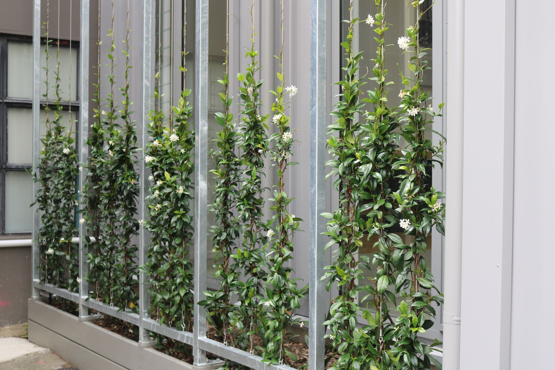 Renovation &amp; landscape architecture by  Bonnifait + Giesen; planting design by HEDGE