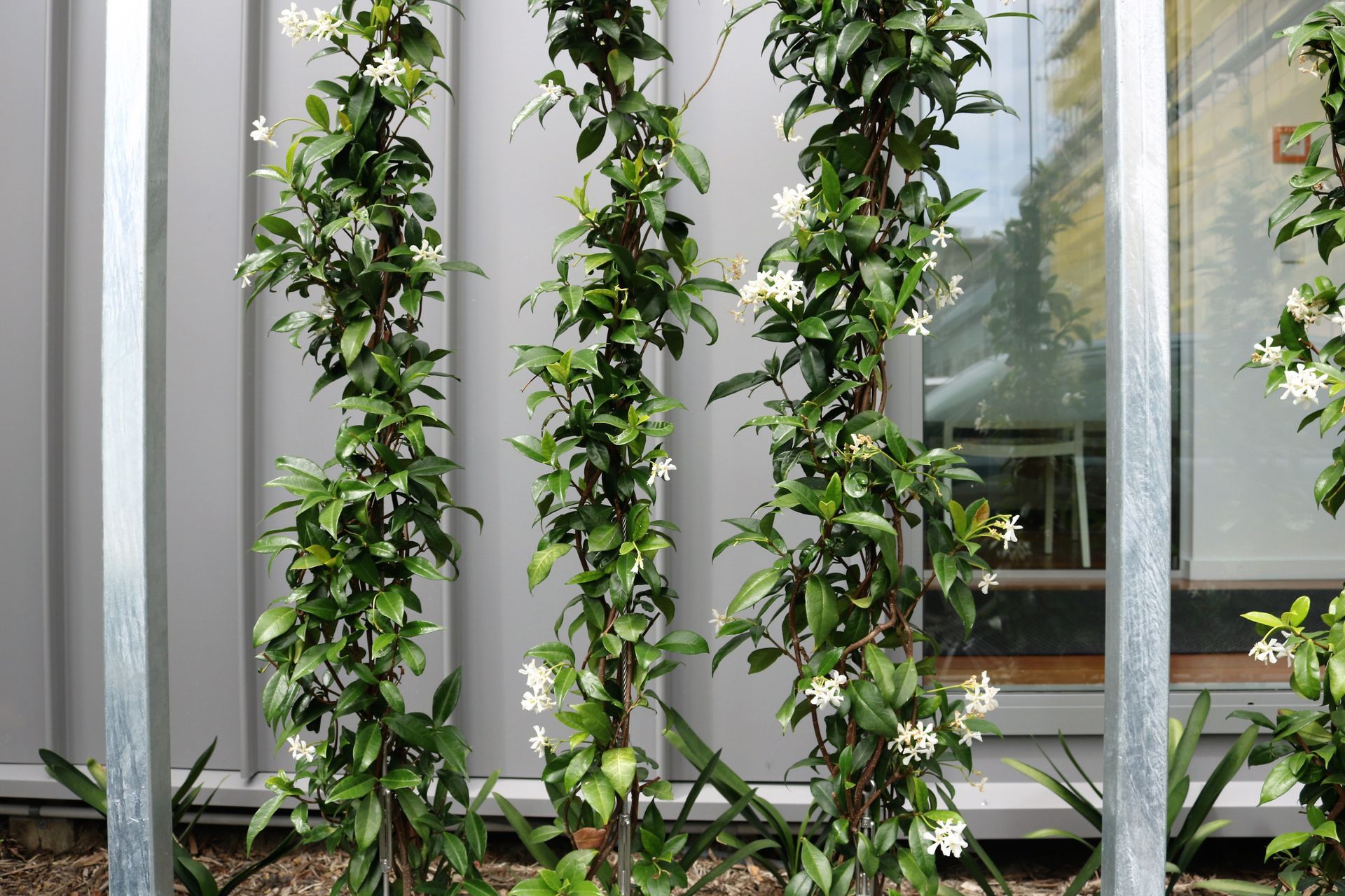 Renovation &amp; landscape architecture by  Bonnifait + Giesen; planting design by HEDGE