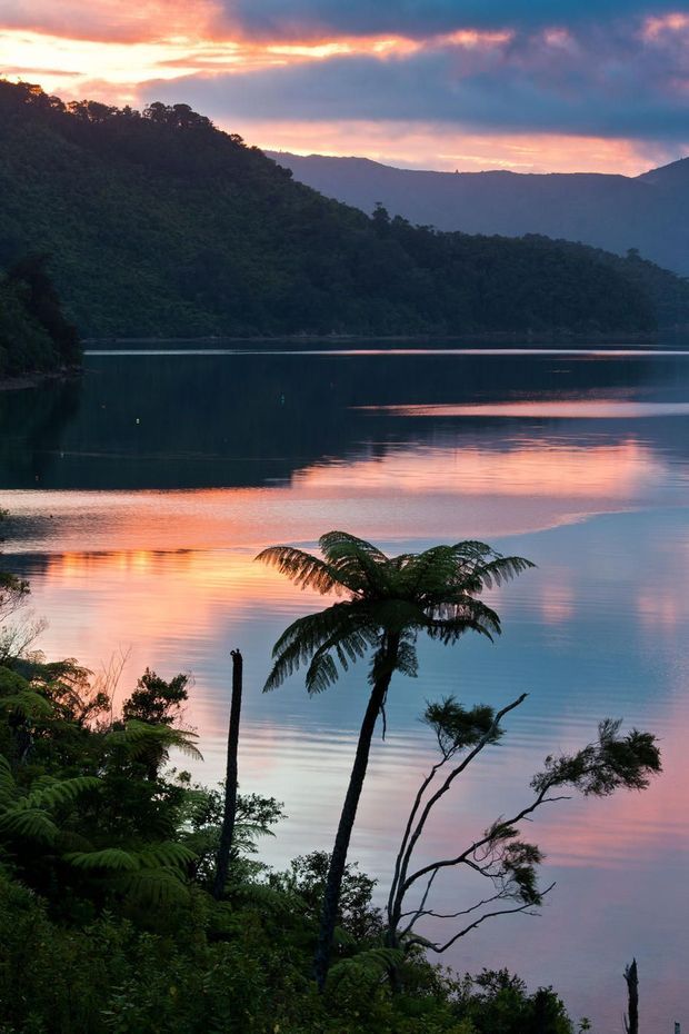 A tranquil landscape photograph of a forested mountainous lakeshore at sunset, with calm water reflecting pink, peach, and blue evening light. Native-looking ferns and slender trees frame the foreground, while dark wooded hills and distant ridgelines surround the lake.