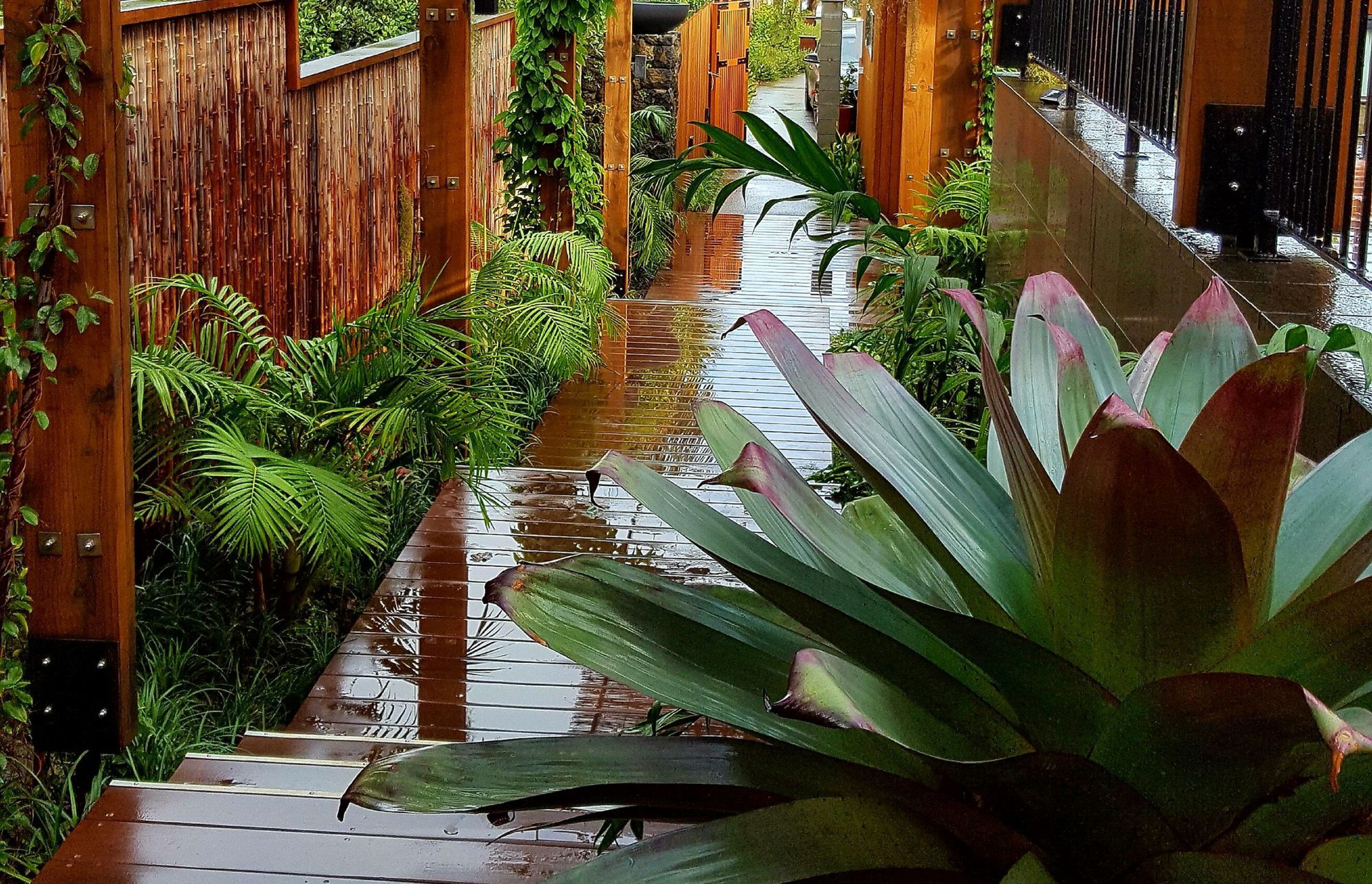 Sub-tropical planting thrives in the sheletered space between buildings