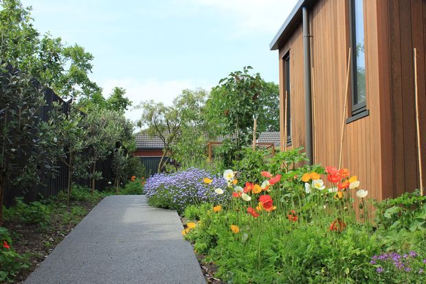 A landscaped side garden beside a contemporary building clad in warm vertical timber boards. A smooth paved walkway runs through dense planting, with colourful poppies and purple flowers bordering the timber facade. The scene is bright, leafy, and residential, with a neighbouring tiled roof visible in the background.