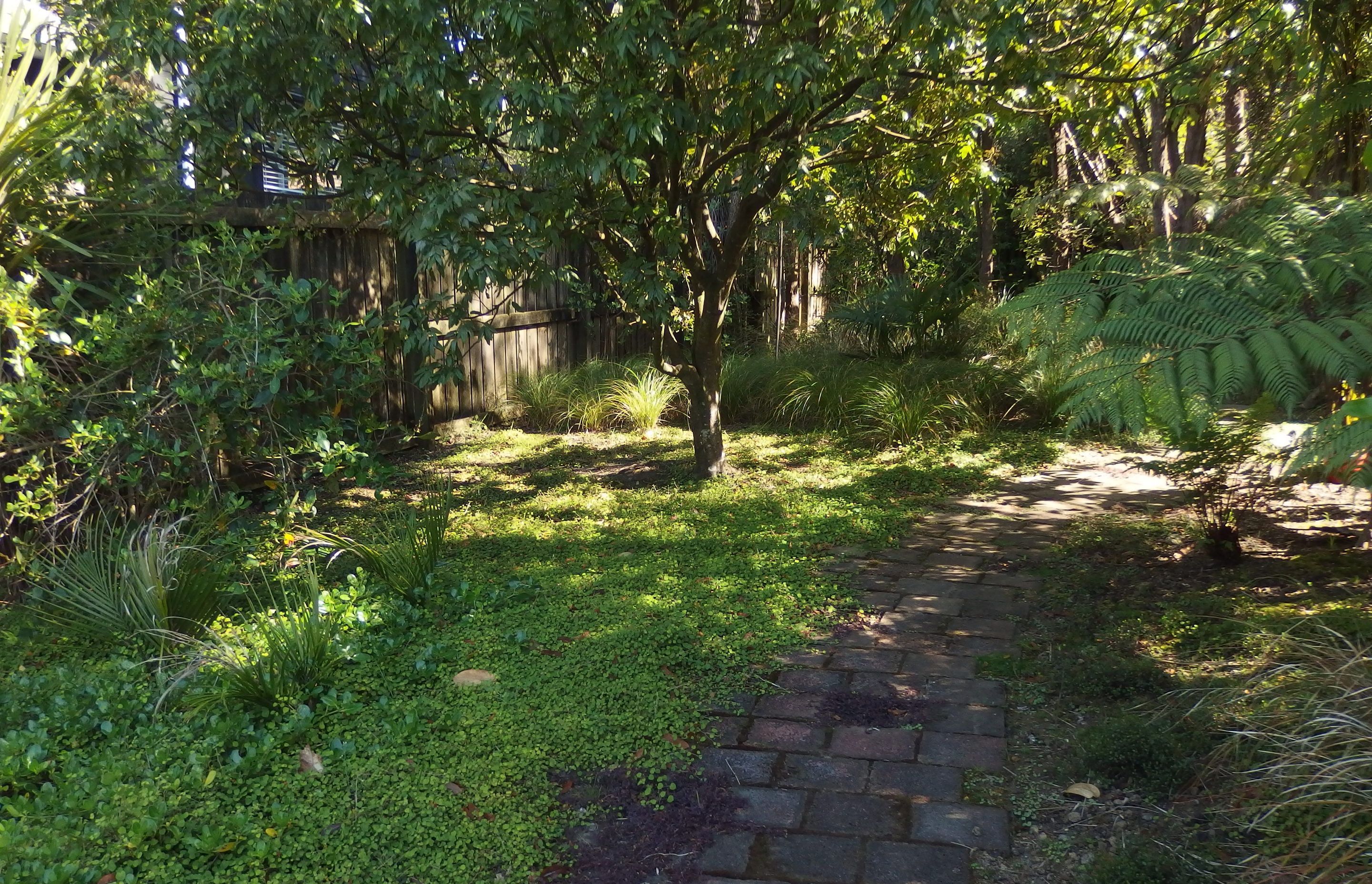 Simple native ground cover of creeping fuchsia, sedges and taupata spread under the existing titoki and clothe te more dfficult corners of the site.