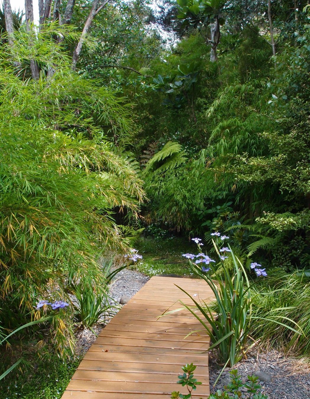 The blue flowered walking iris, Neomarica caerulea, is a feature of the garden, flanking the rain garden bridge