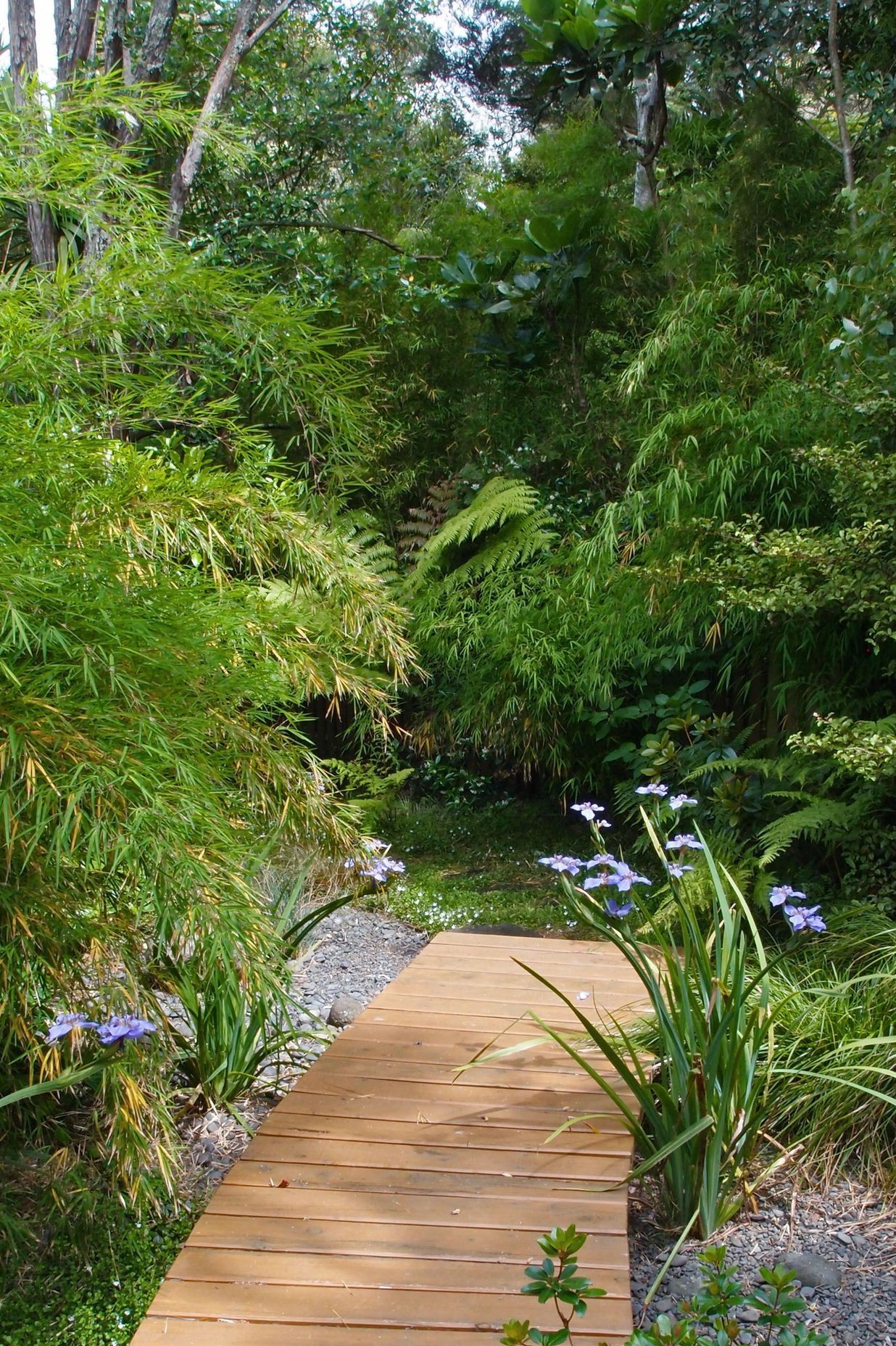 The blue flowered walking iris, Neomarica caerulea, is a feature of the garden, flanking the rain garden bridge