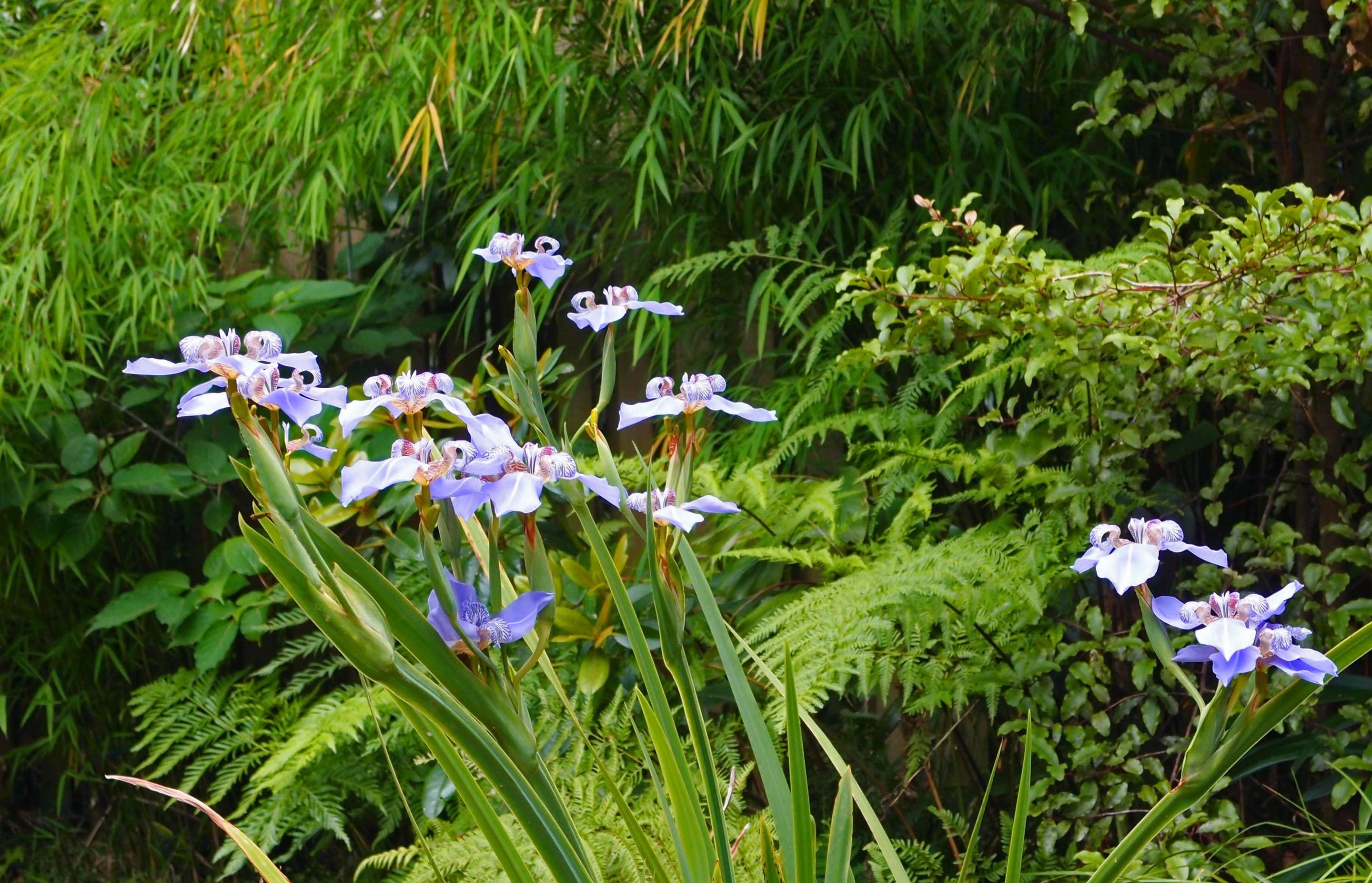 The detailed markings and elegant form of the flowers of walking iris are captivating.