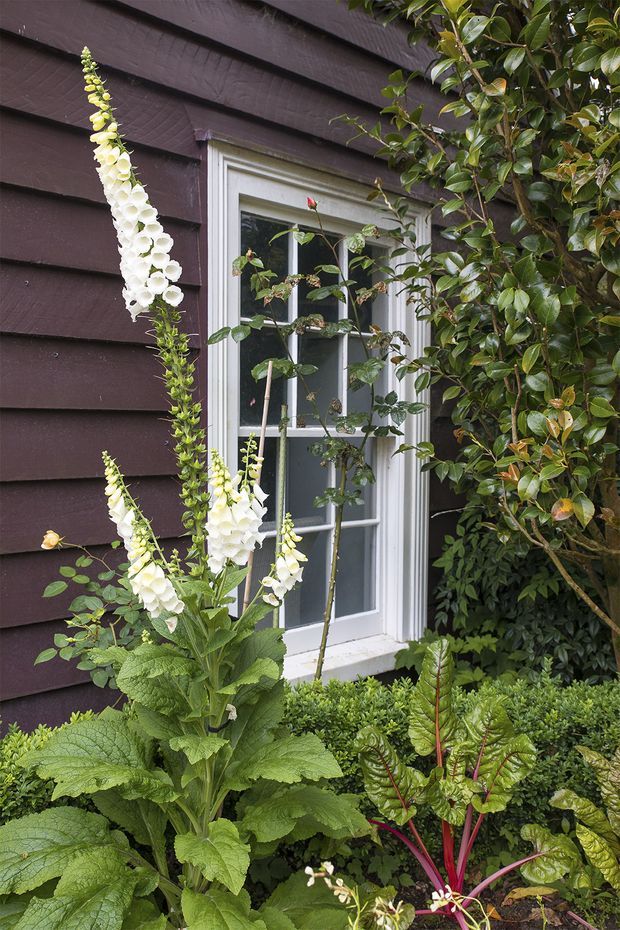 Close-up exterior view of a traditional timber-clad wall with a white-trimmed multi-pane window, partially obscured by a lush planted garden. Tall white flowering foxgloves, leafy shrubs, and ornamental foliage frame the window.