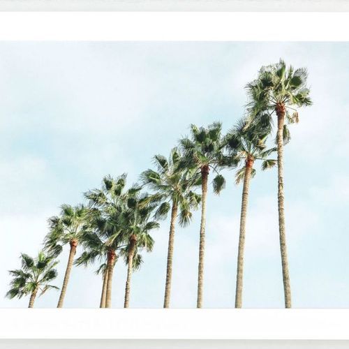 Palm Trees Squad Print