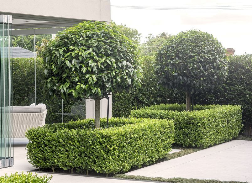 Remuera House IV
