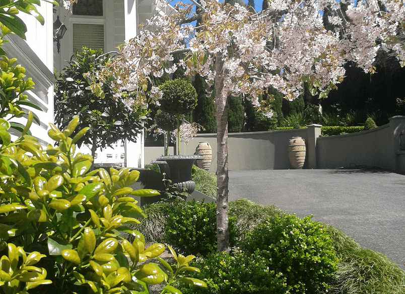 Remuera | Auckland