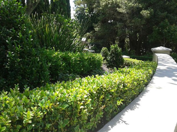 A landscaped garden with dense evergreen shrubs, clipped hedges, tall leafy plants, and mature trees bordering a bright white paved walkway. The path curves through the lush planting, creating a secluded, established outdoor setting.