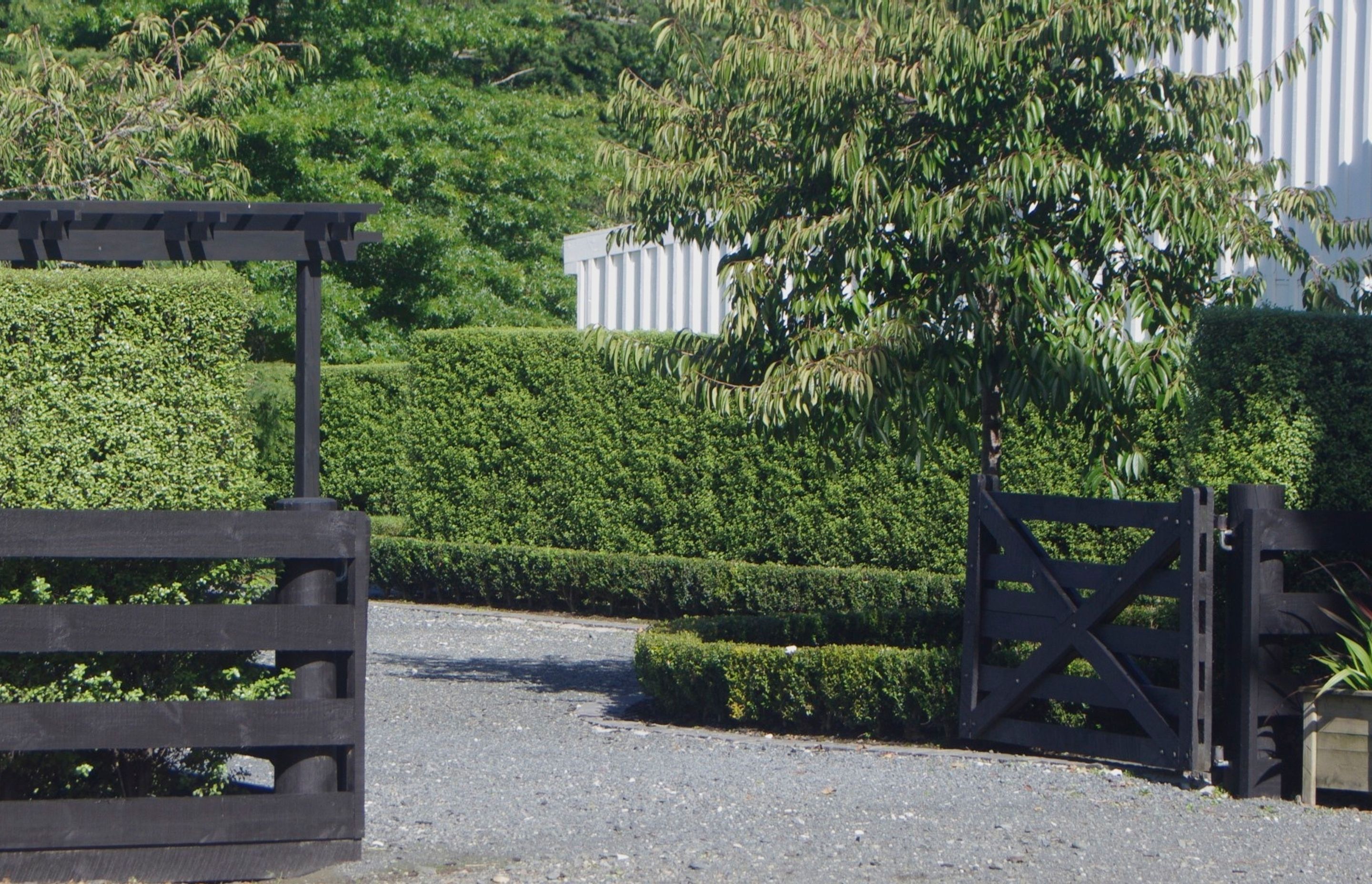 Screening hedge installed and doing its job