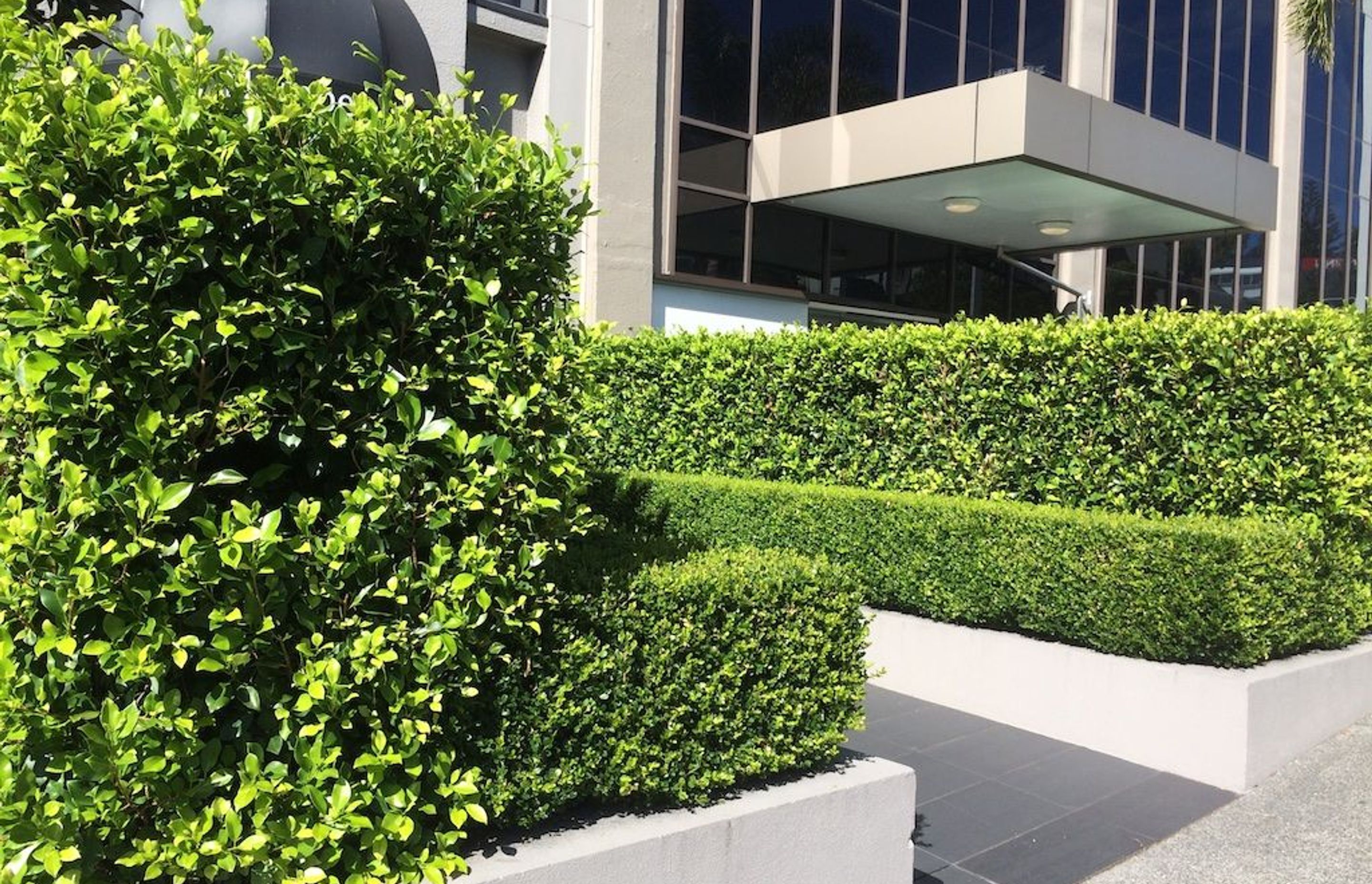 Greening up the entranceway to a commercial building
