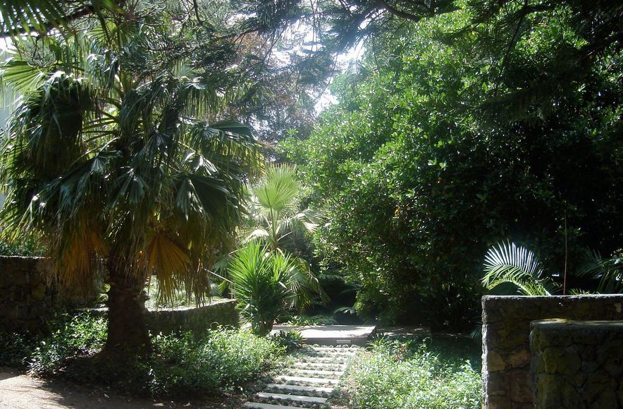 Subtropical Auckland Garden