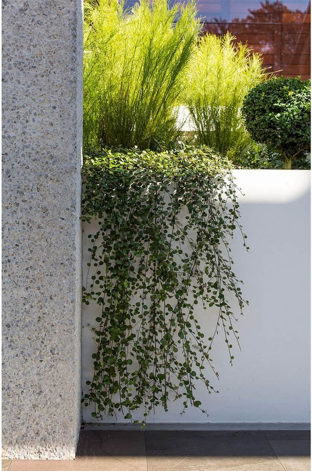 A landscaped architectural courtyard detail featuring a tall exposed aggregate concrete wall, smooth white rendered planter wall, trailing greenery cascading down the planter, upright ornamental grasses, and a clipped rounded shrub. Dark paving and a timber privacy fence are visible in the background, creating a contemporary, textural outdoor space.