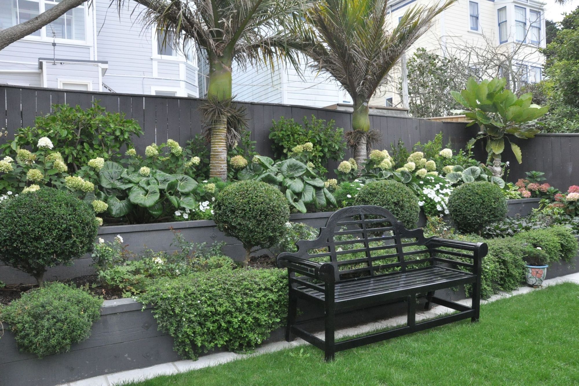 Tiered planting of Buxus topiary, hydrangeas, Ligularia and Nikau palms with black Lutyens bench seat