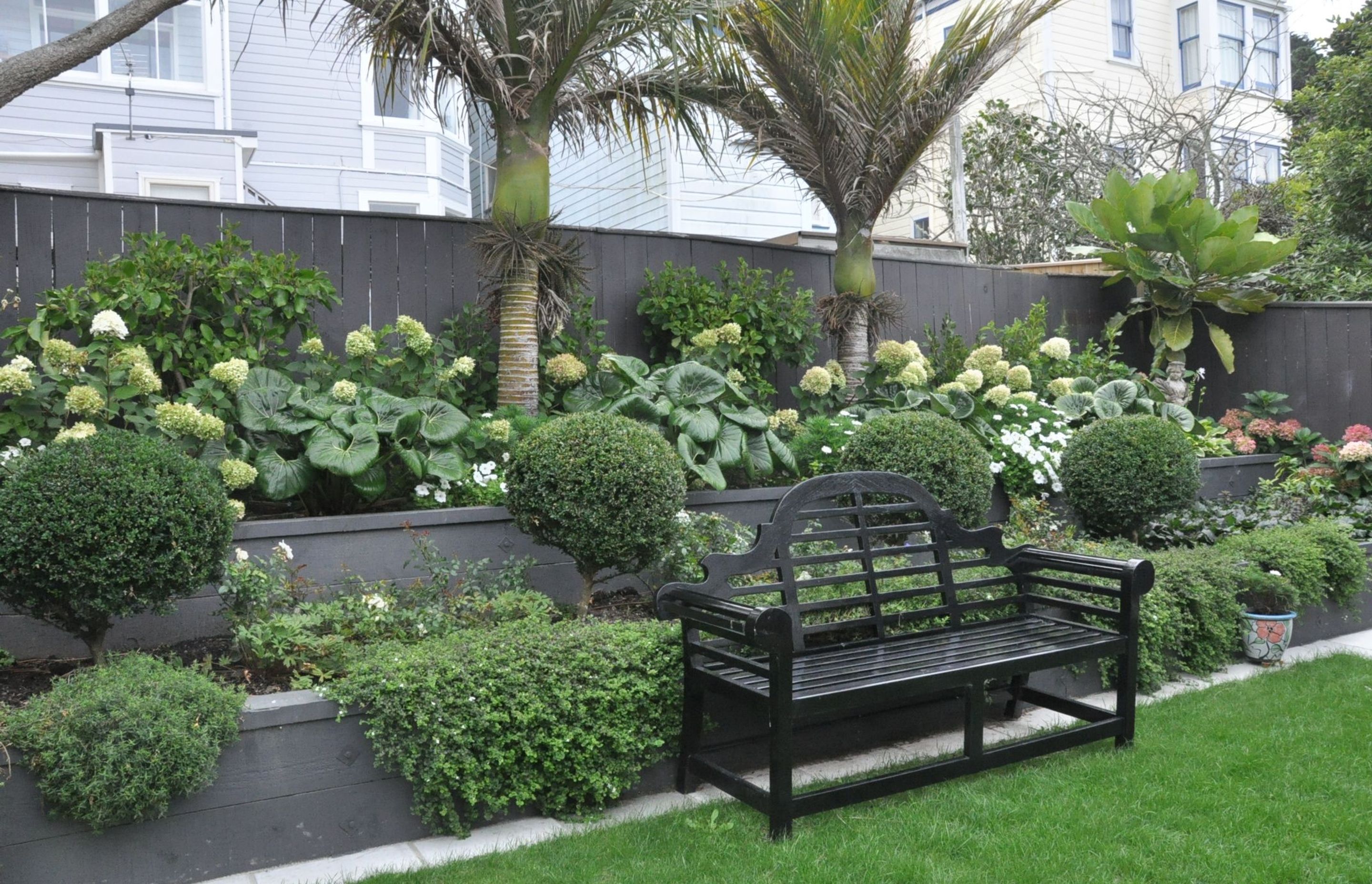 Tiered planting of Buxus topiary, hydrangeas, Ligularia and Nikau palms with black Lutyens bench seat