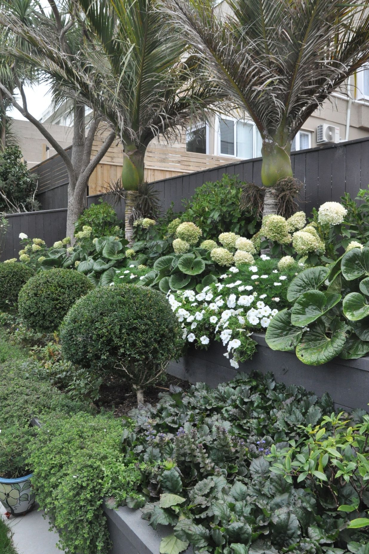 Tiered planting of Buxus balls, limelight hydrangeas, and Ajuga reptans