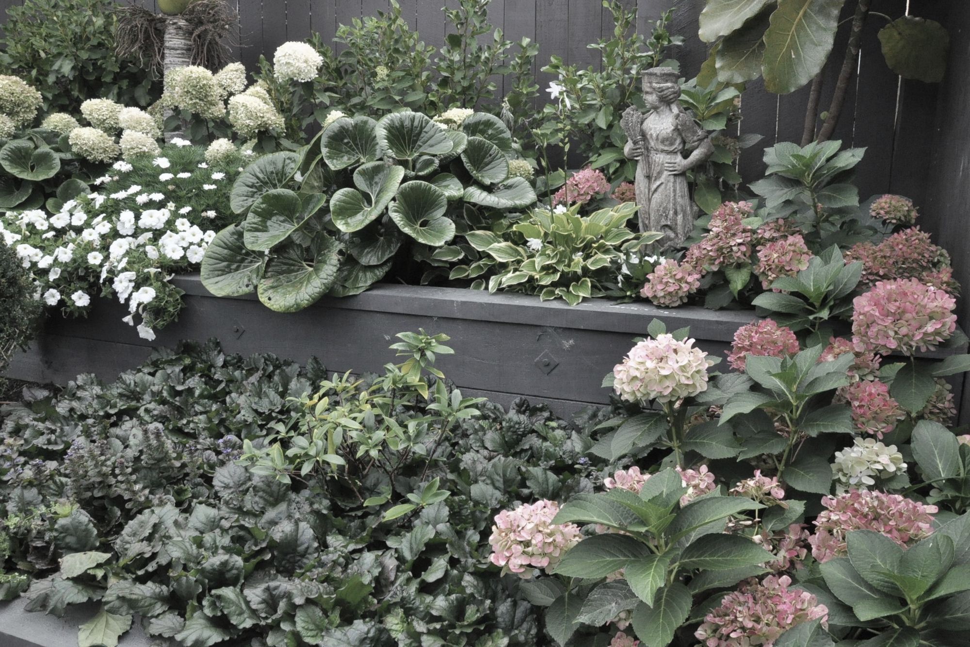 Stone statue stands amongst Hydrangea' bridal bouquet', Ligularia reniformis, Ajuga reptans and Hosta 'So sweet'