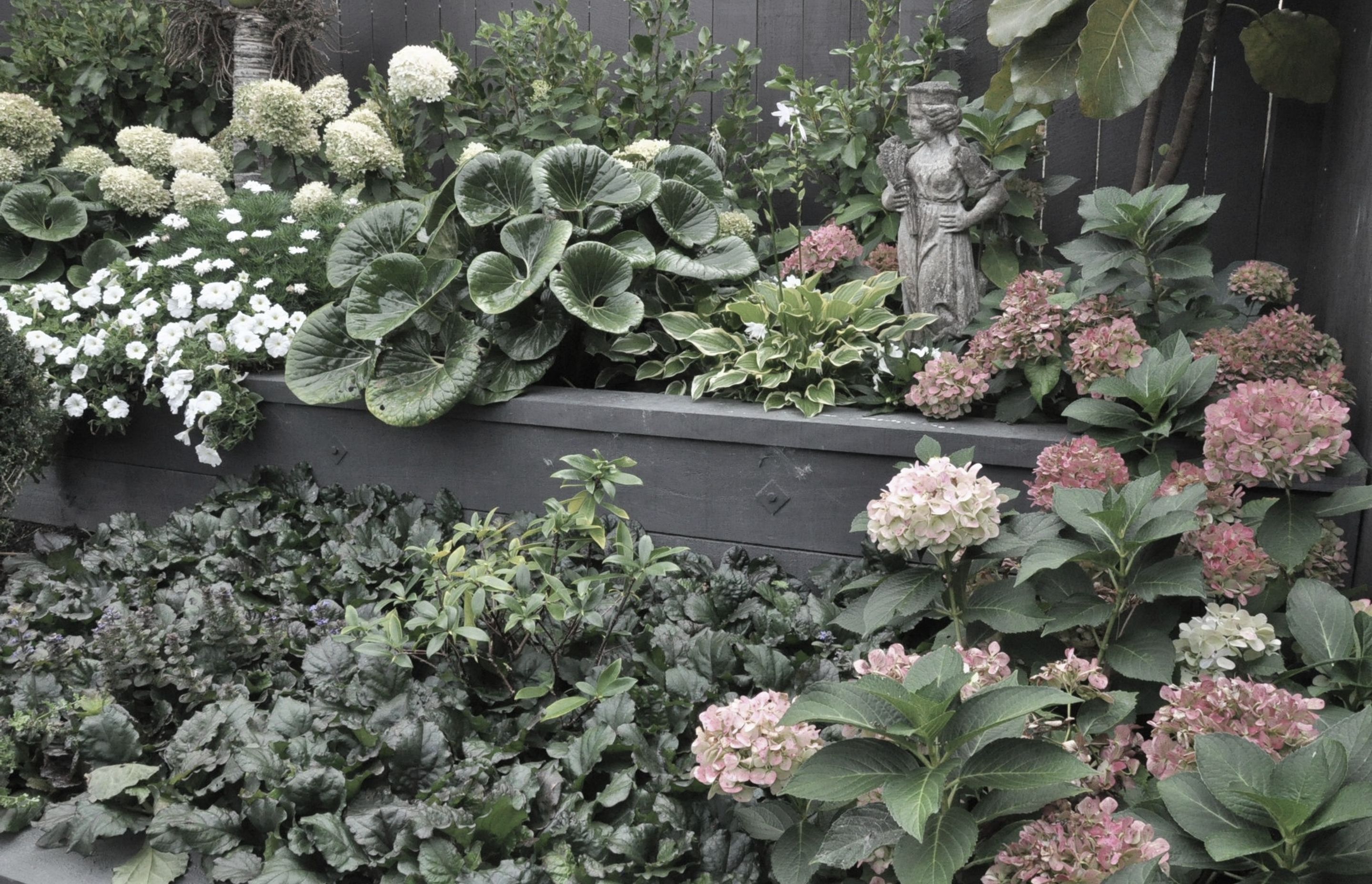 Stone statue stands amongst Hydrangea' bridal bouquet', Ligularia reniformis, Ajuga reptans and Hosta 'So sweet'