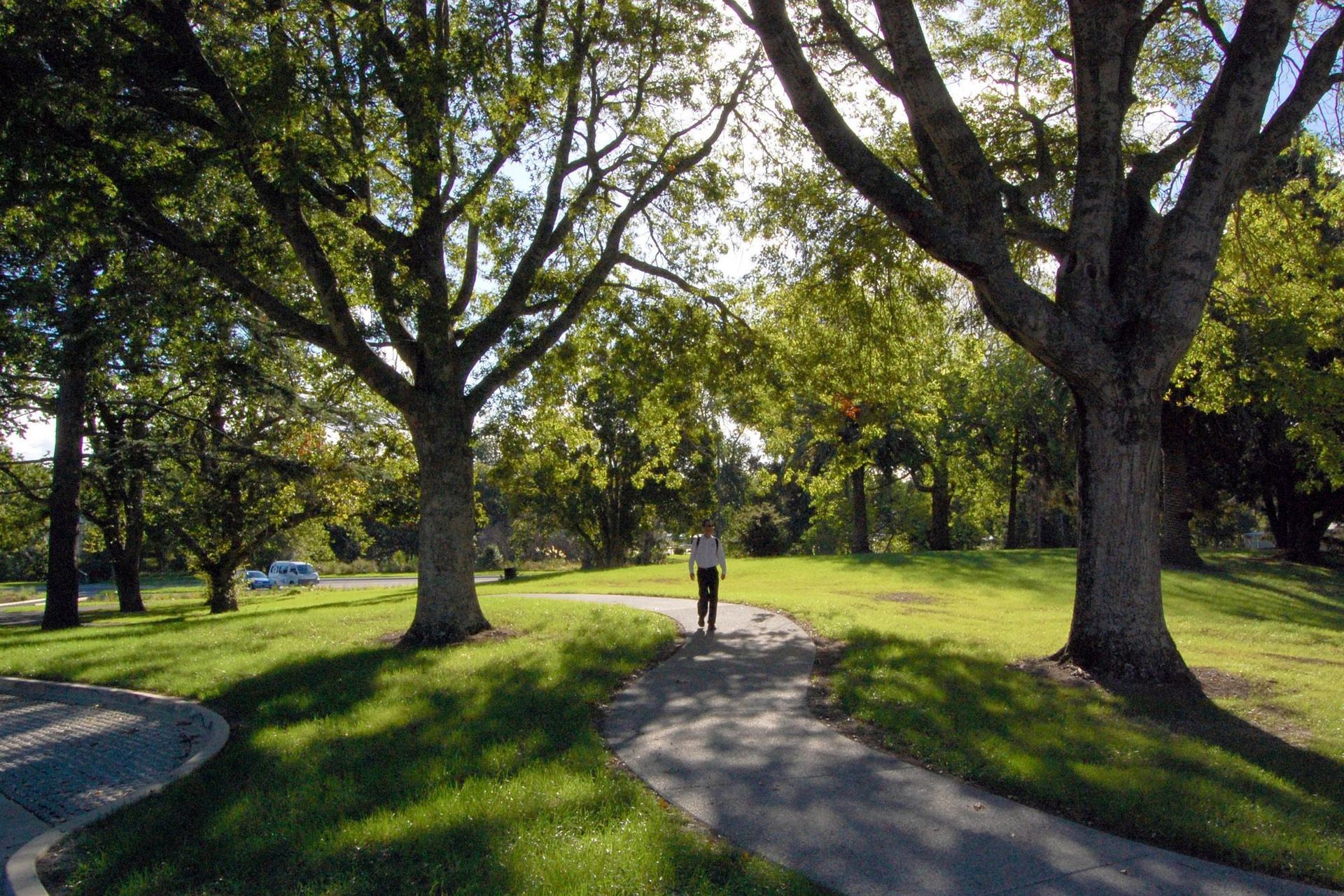ew path system and tree management opens up well used routes through the park