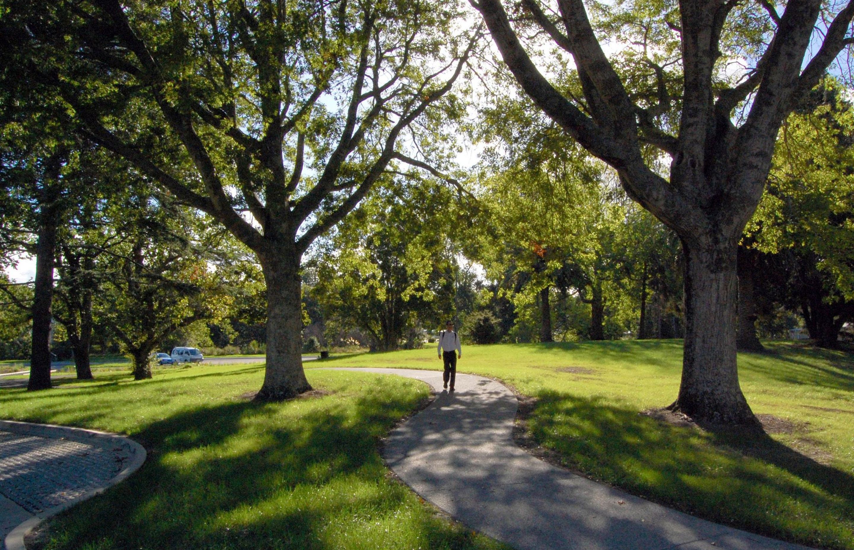 ew path system and tree management opens up well used routes through the park