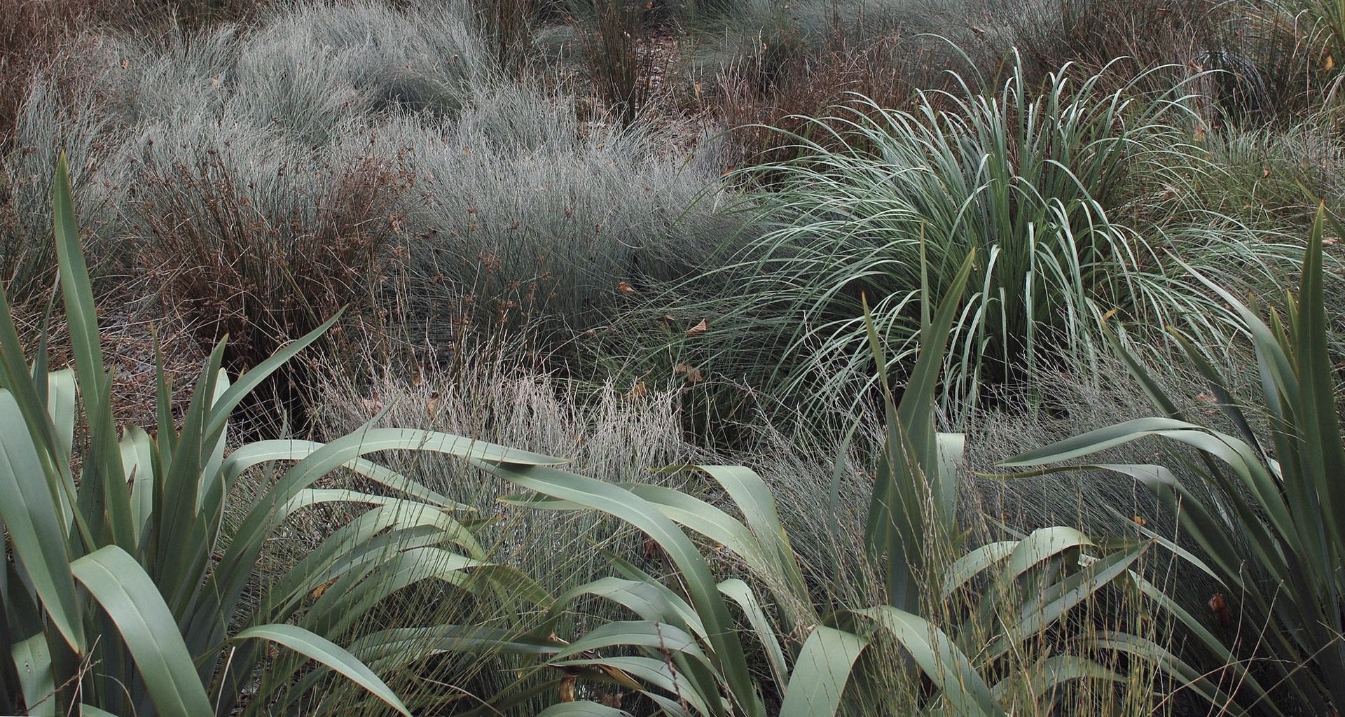 Detail of rain garden native planting