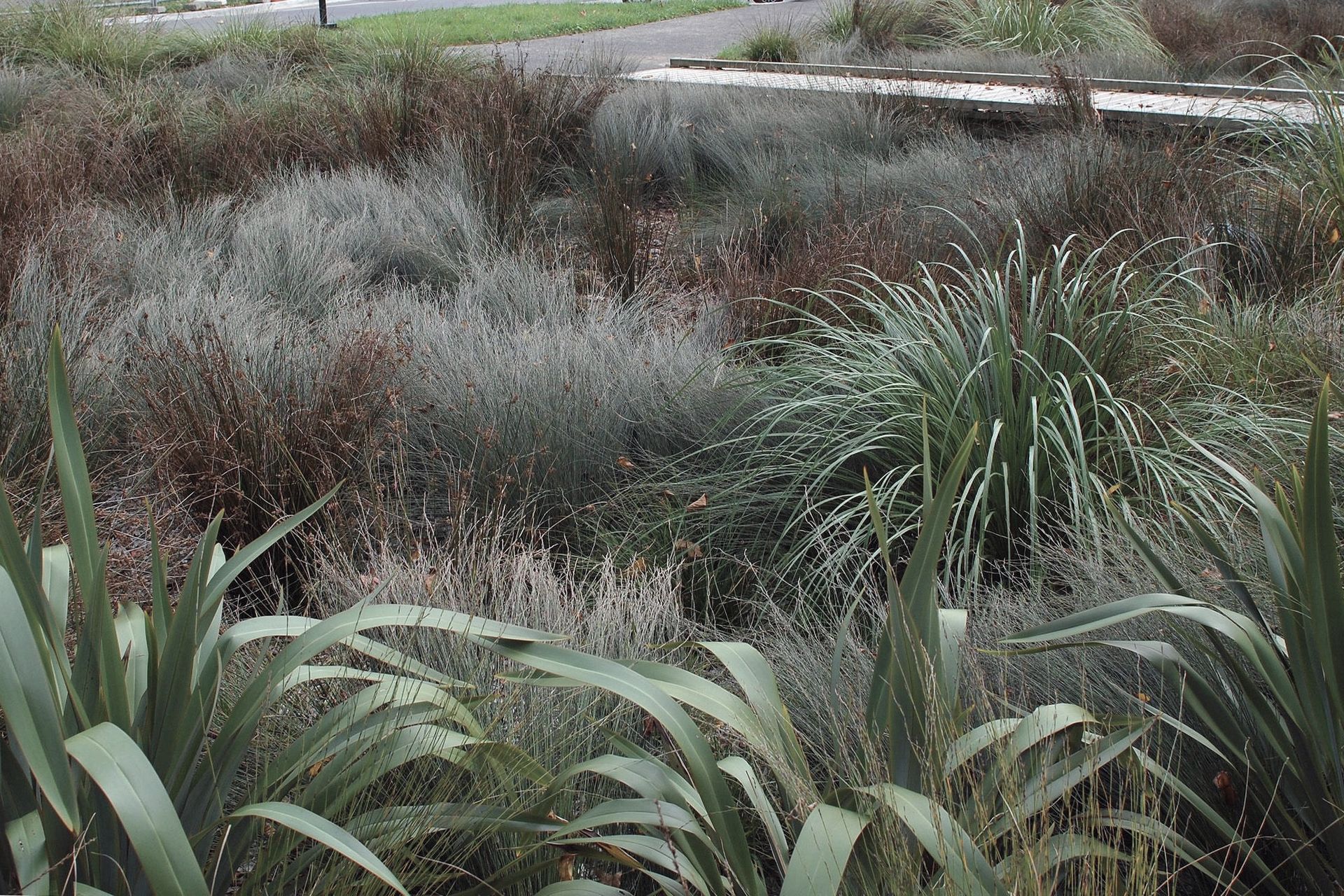 Detail of rain garden native planting