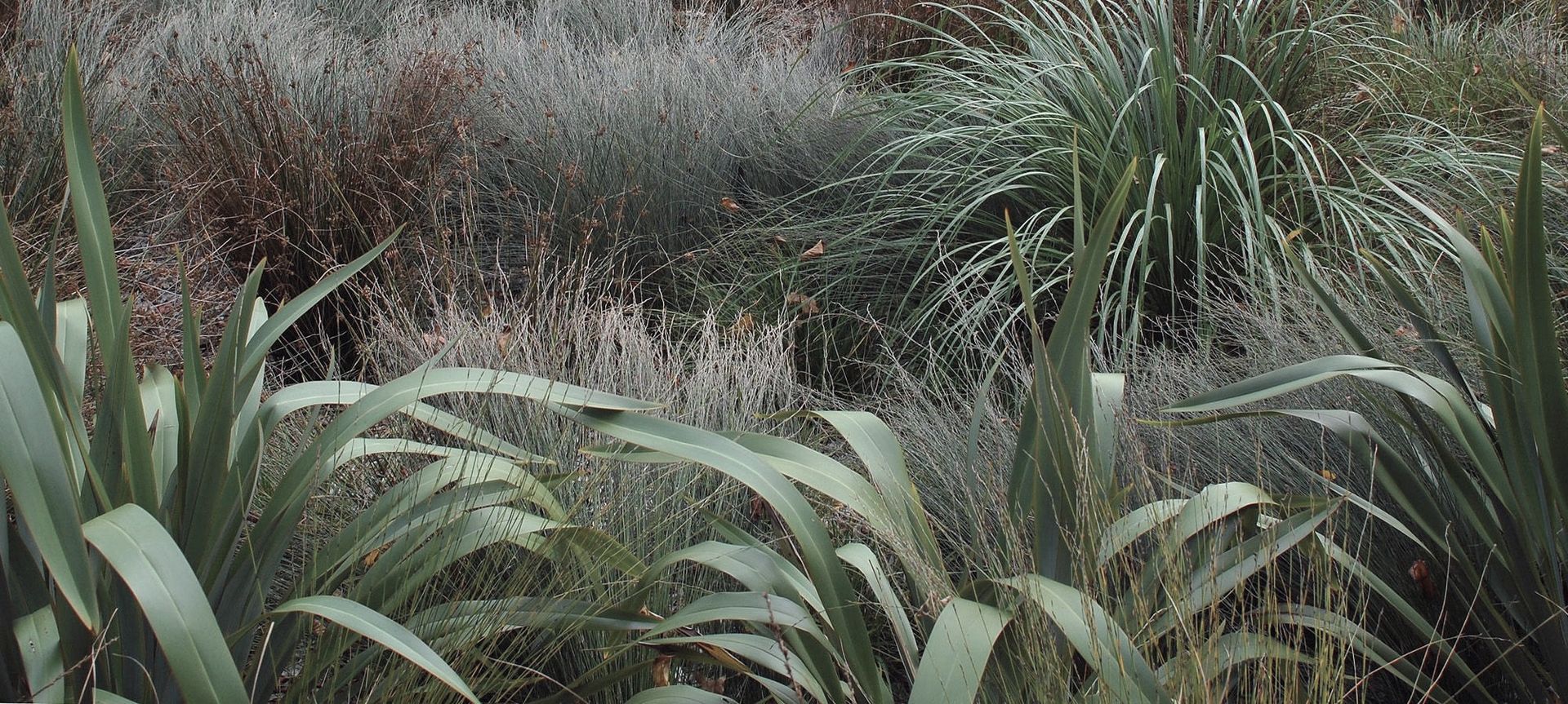 Detail of rain garden native planting